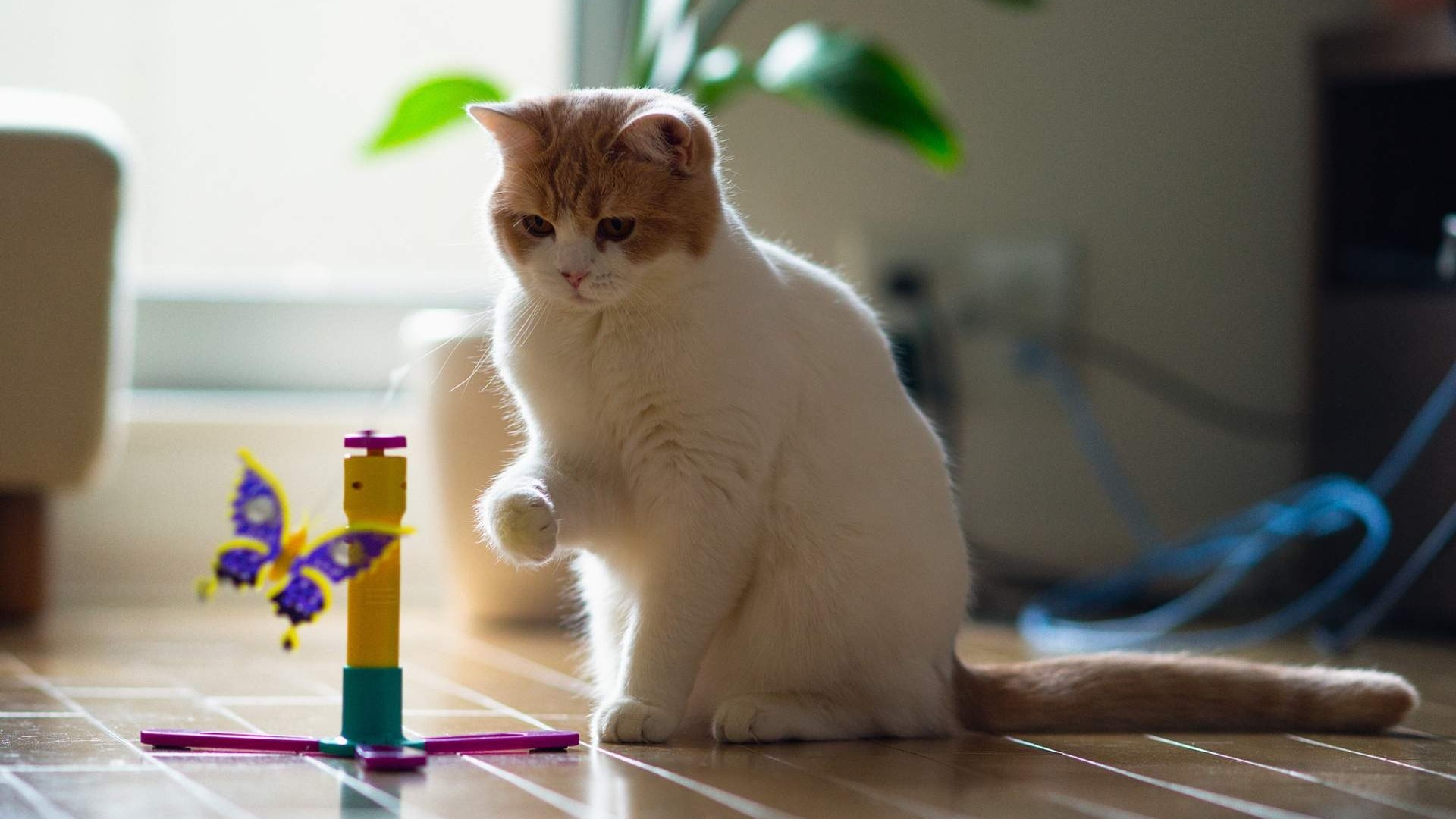 Cat playing with butterfly toy HD Wallpaper