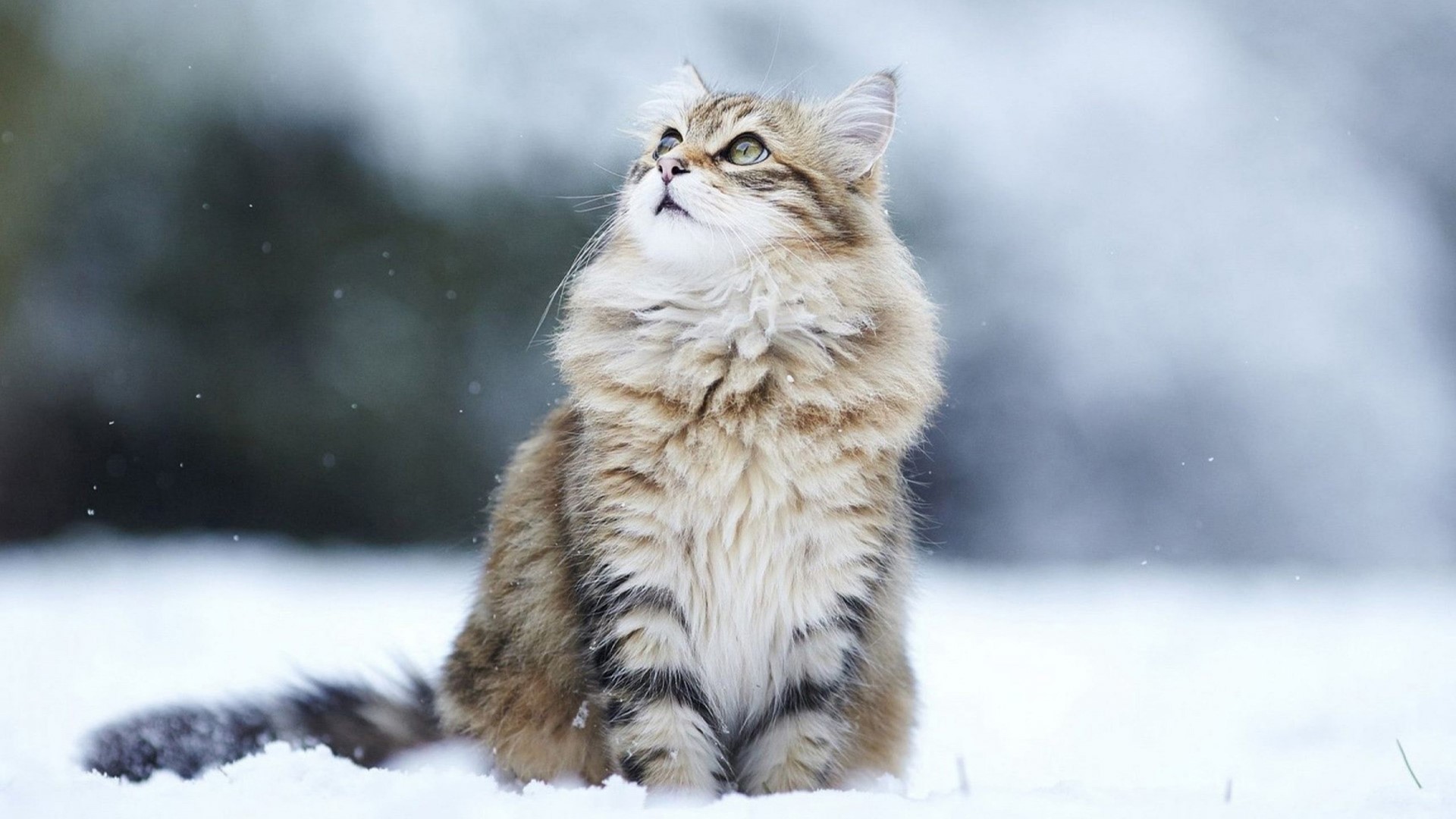 Fluffy cat sitting in the snow HD Wallpaper