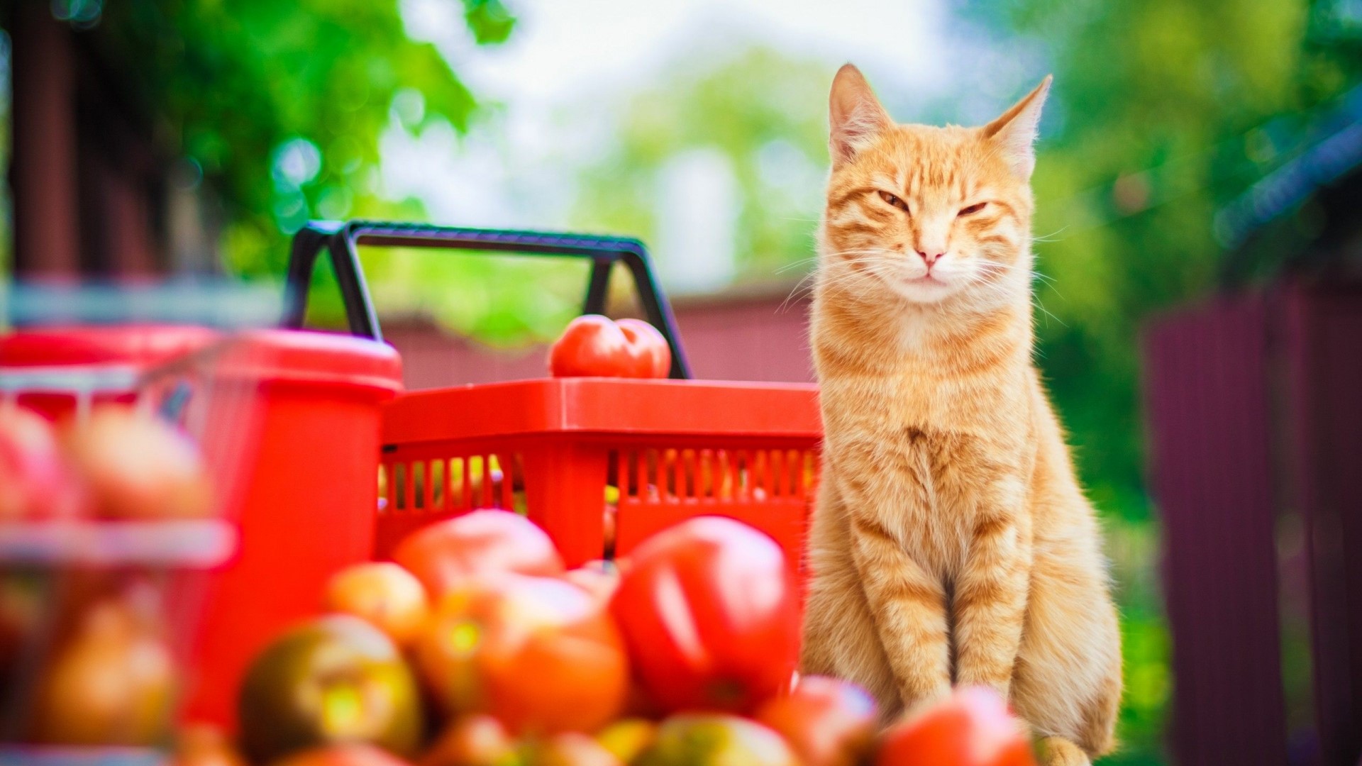 Orange cat sitting near tomatoes and a shopping basket HD Wallpaper