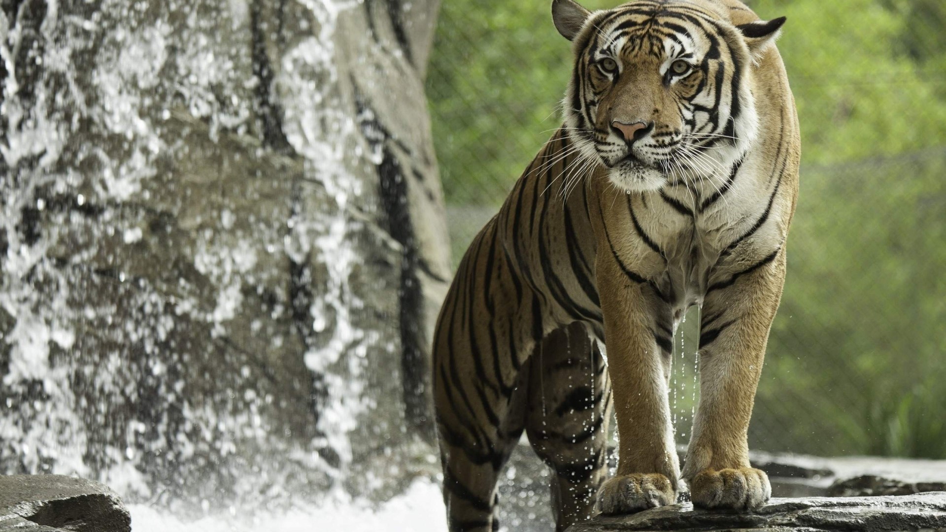 Tiger standing near a waterfall HD Wallpaper