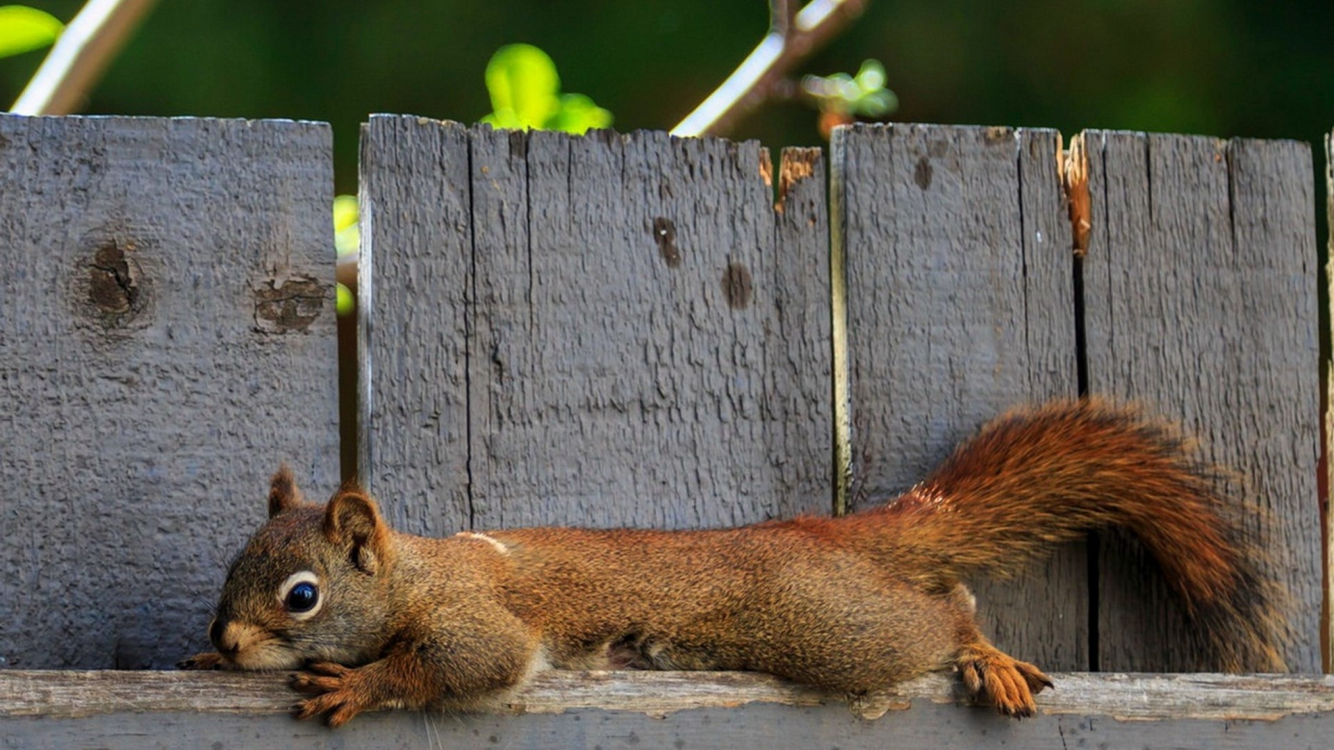 Squirrel lying on a wooden fence HD Wallpaper