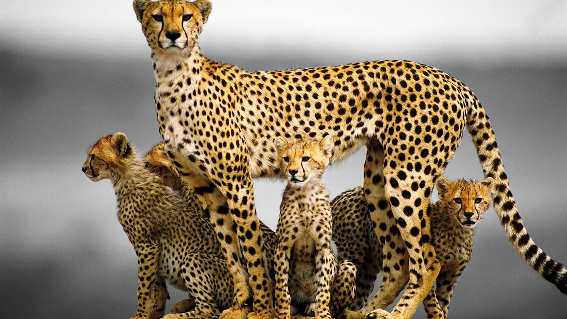 Cheetah mother with four cubs HD Wallpaper