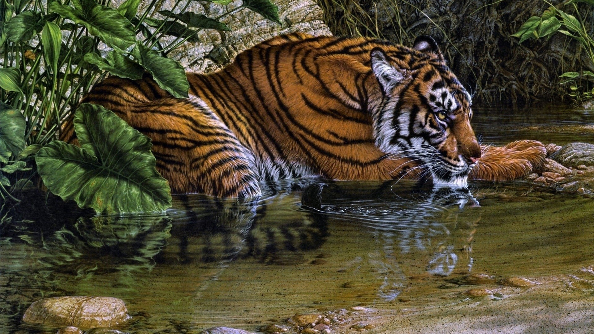 Tiger drinking water in a forest stream HD Wallpaper