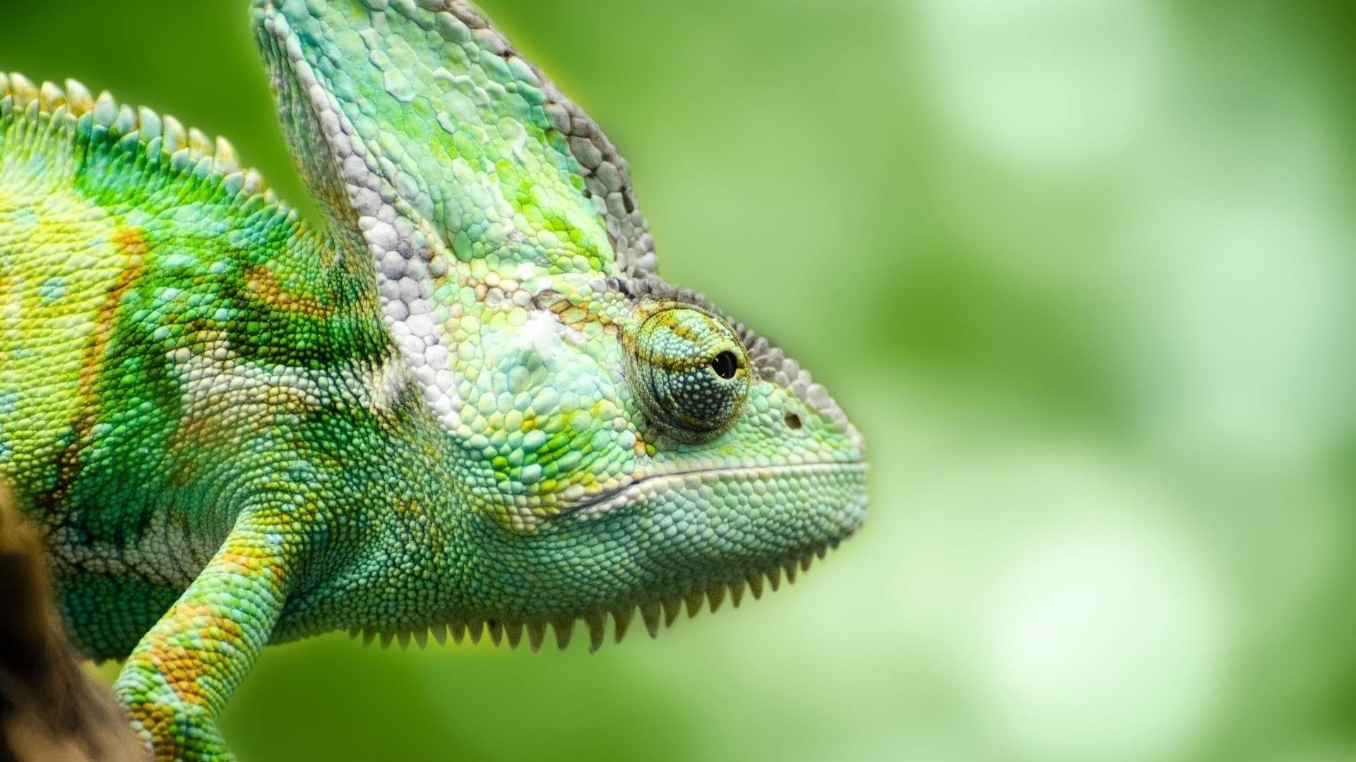 Green Chameleon on a Branch HD Wallpaper