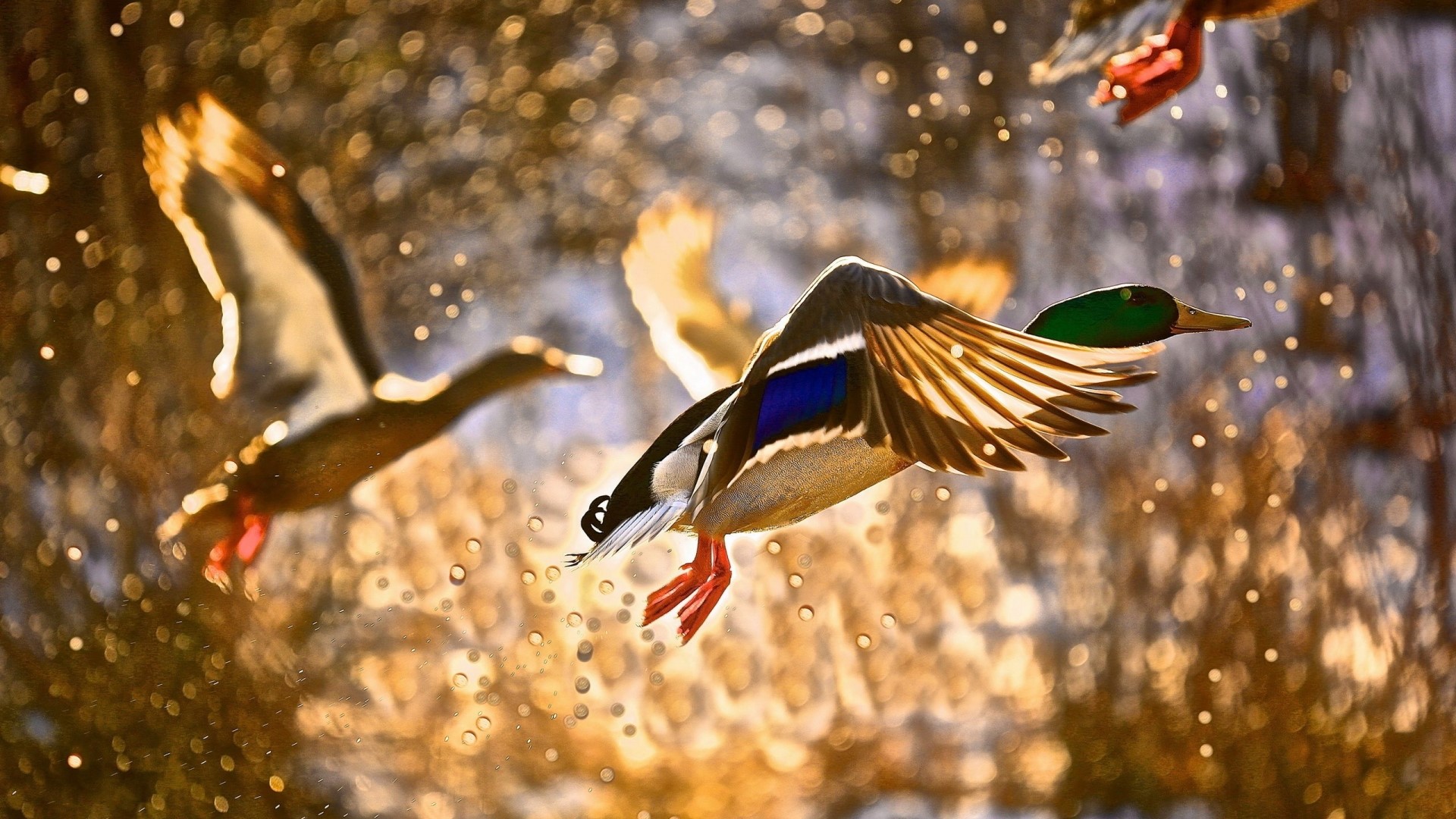 Mallard Ducks Flying in Sunlight HD Wallpaper
