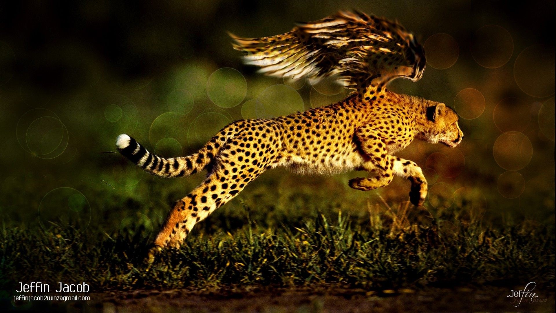 Cheetah with wings running in grass HD Wallpaper
