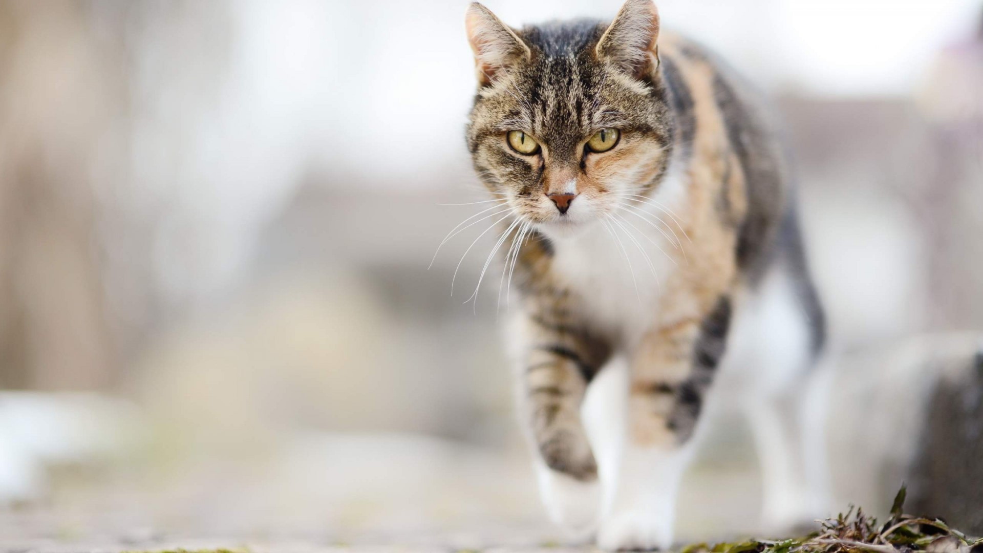 Calico cat walking outdoors HD Wallpaper