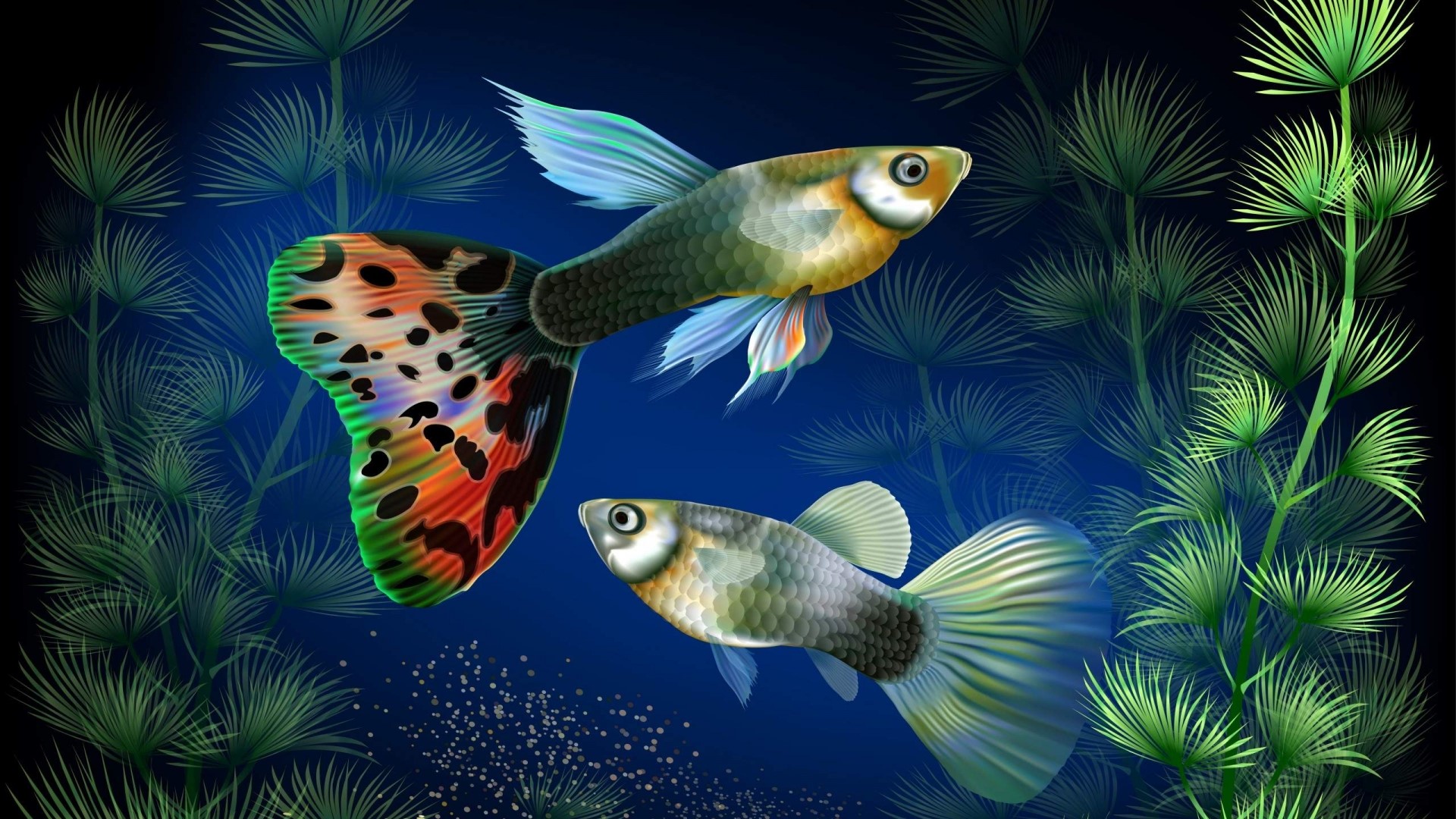 Two guppy fish swimming in aquatic plants HD Wallpaper
