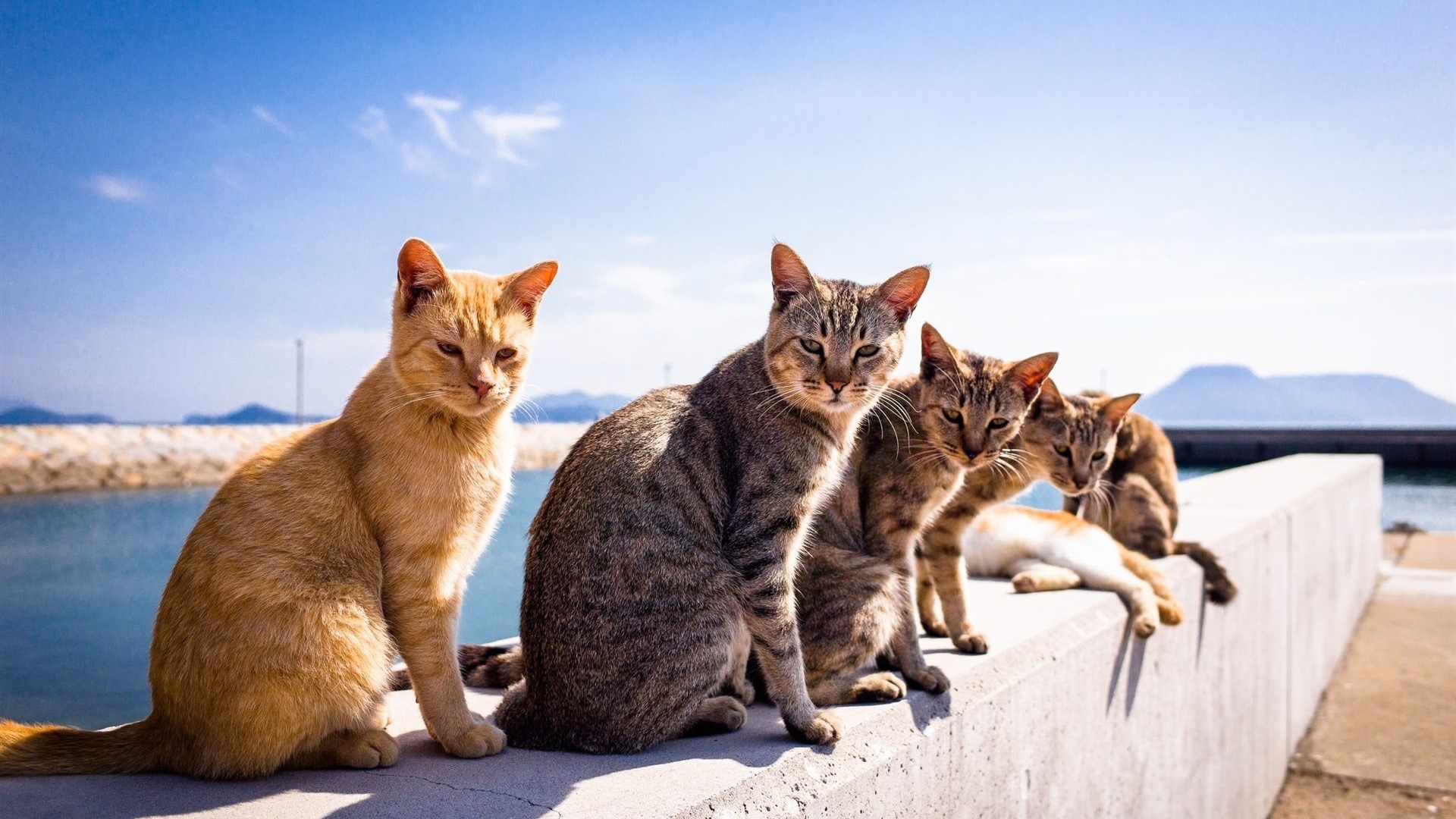 Group of cats sitting on a wall by the water HD Wallpaper