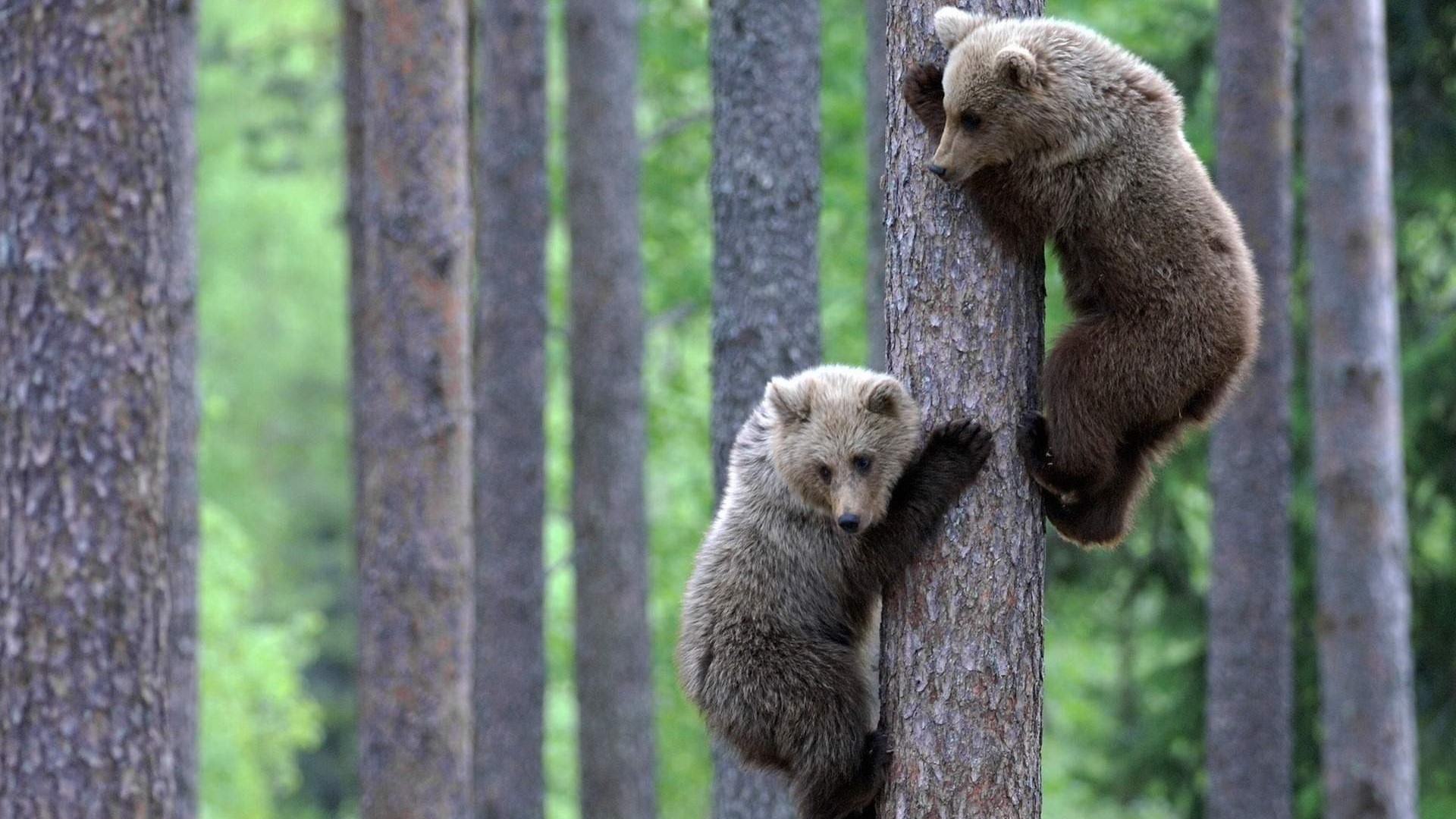 Two bear cubs climbing a tree HD Wallpaper