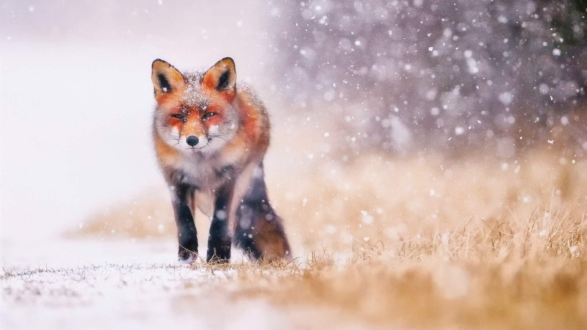 Fox in the snow HD Wallpaper