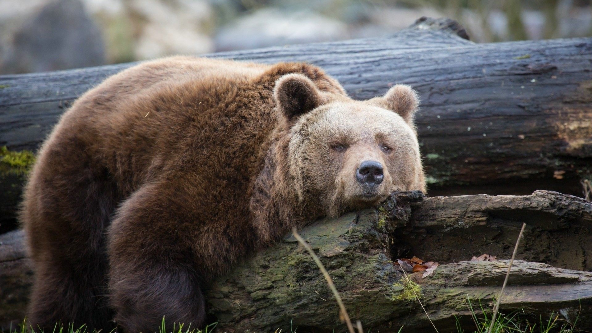 Brown bear resting on a fallen log HD Wallpaper