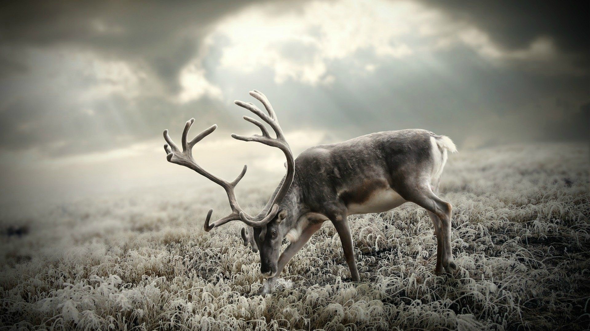 Reindeer in a frosty field under cloudy sky HD Wallpaper