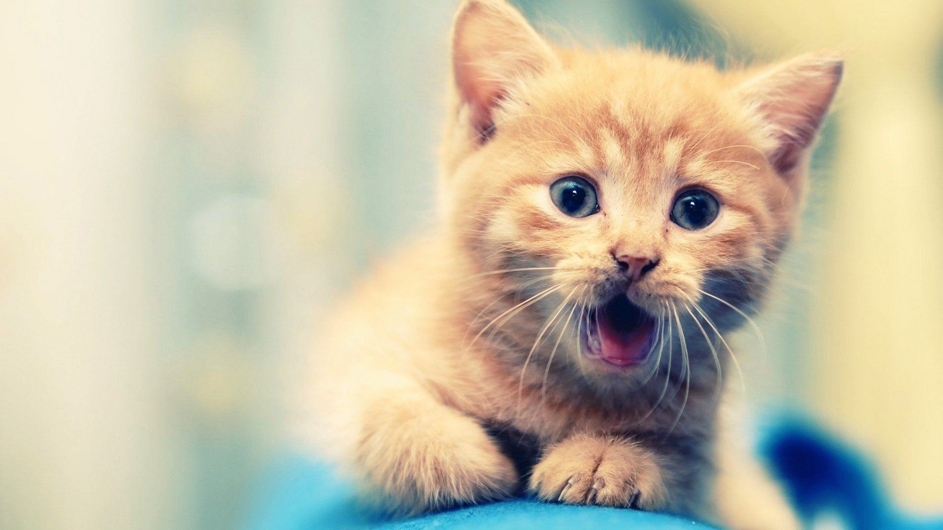 Ginger kitten with mouth open HD Wallpaper
