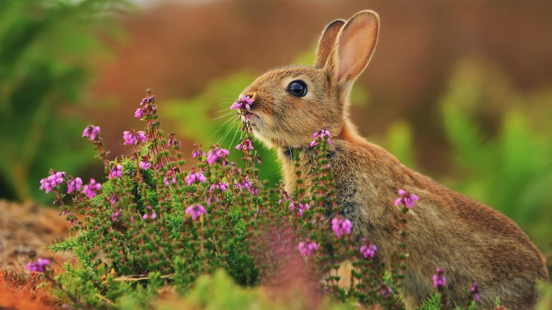 Wild Rabbit Among Purple Flowers HD Wallpaper