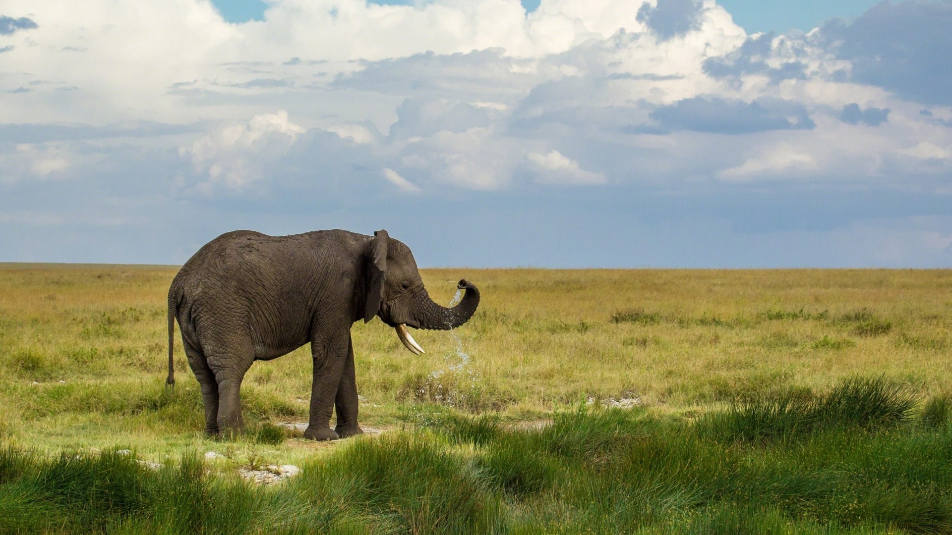 African Elephant spraying water in a savanna HD Wallpaper