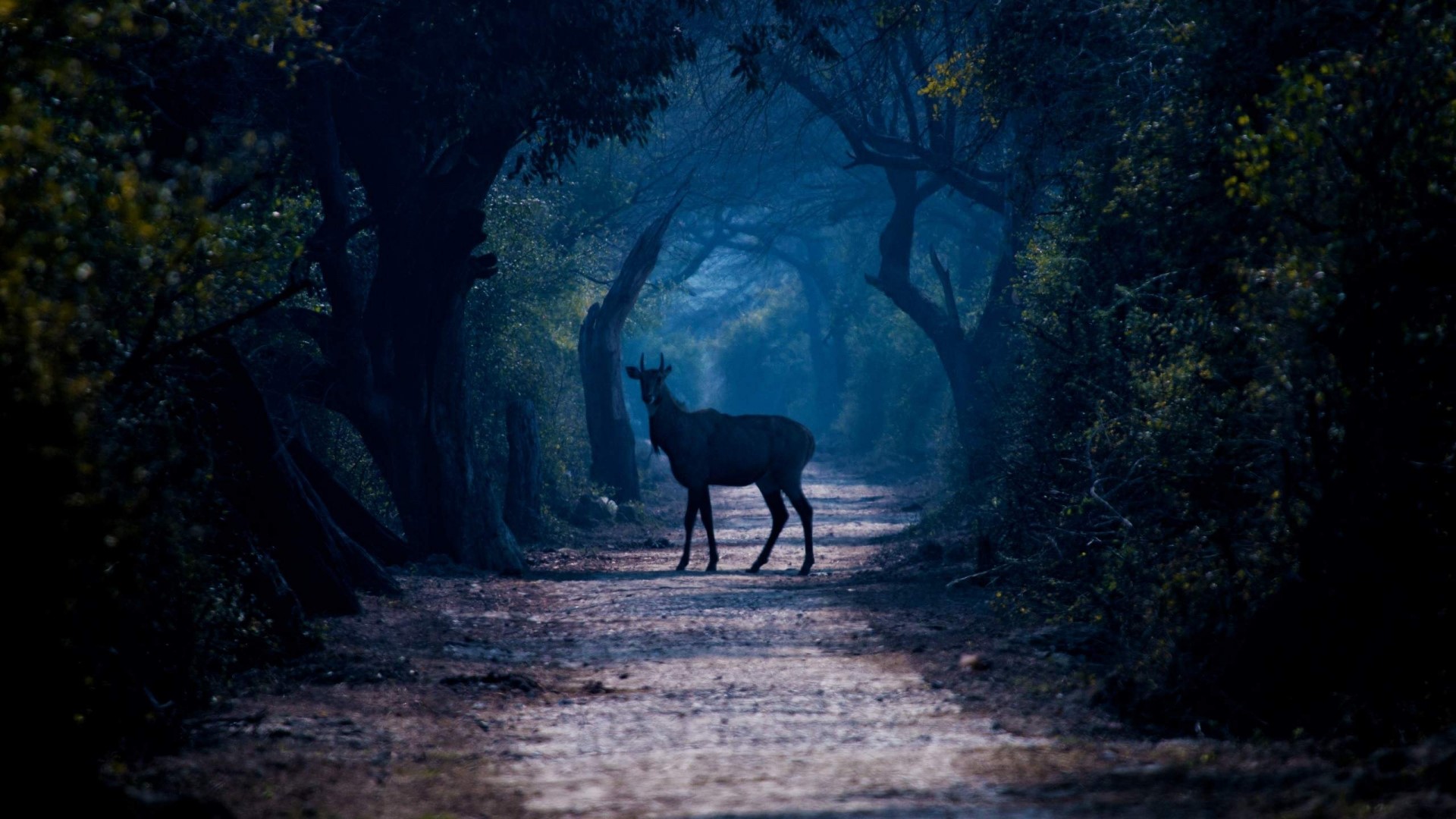 Deer on a forest path HD Wallpaper