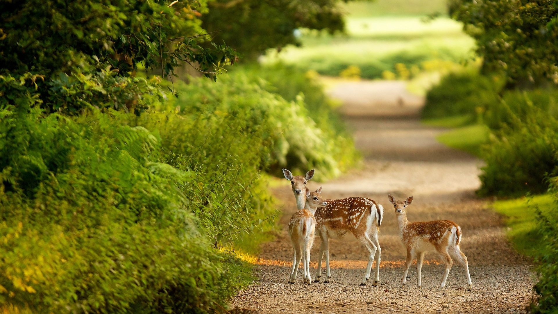 Cute Deer on a Forest Path HD Wallpaper