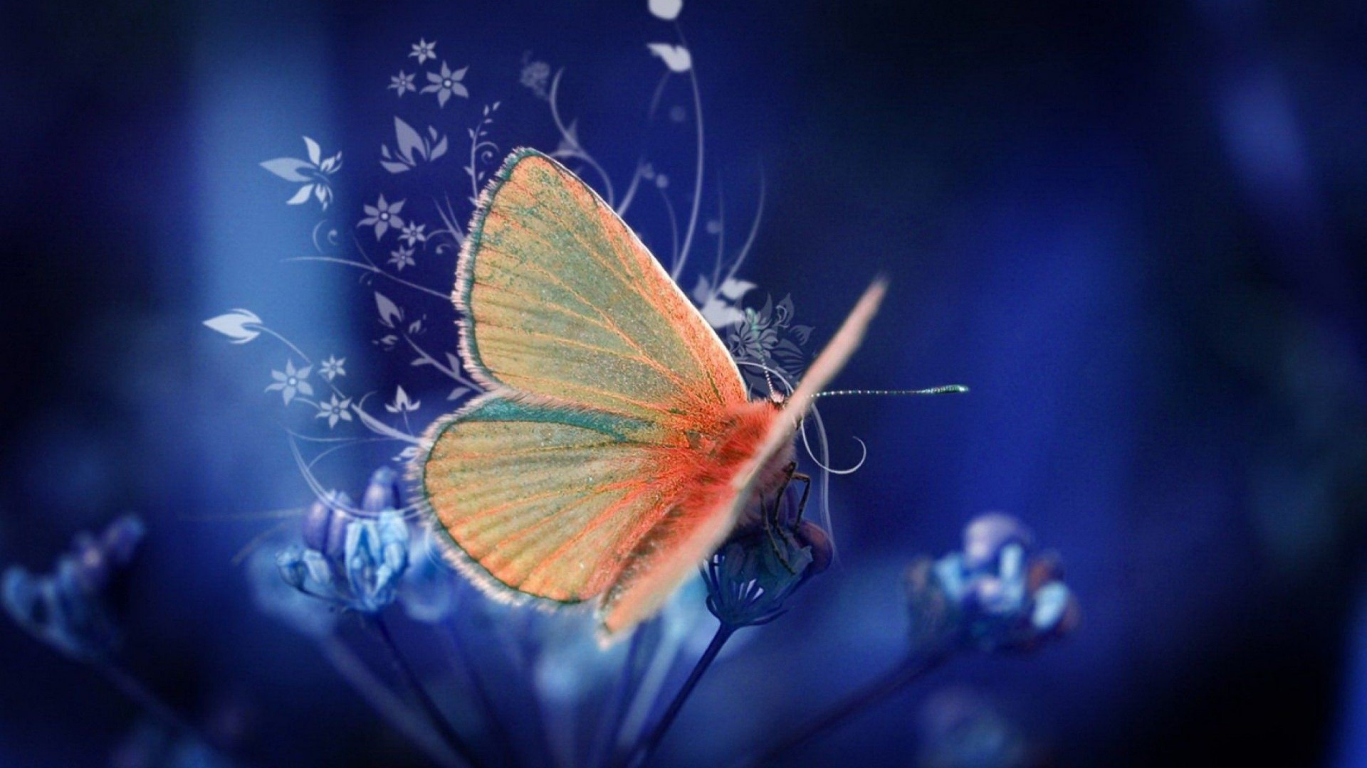 Butterfly on a blue background with floral elements HD Wallpaper