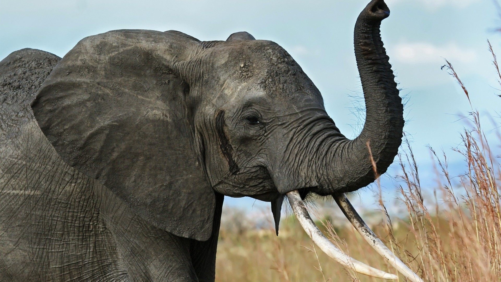 African Elephant with Trunk Raised HD Wallpaper