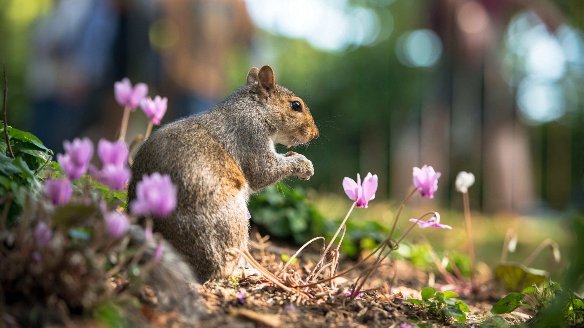 Cute Squirrel Eating Among Pink Flowers HD Wallpaper