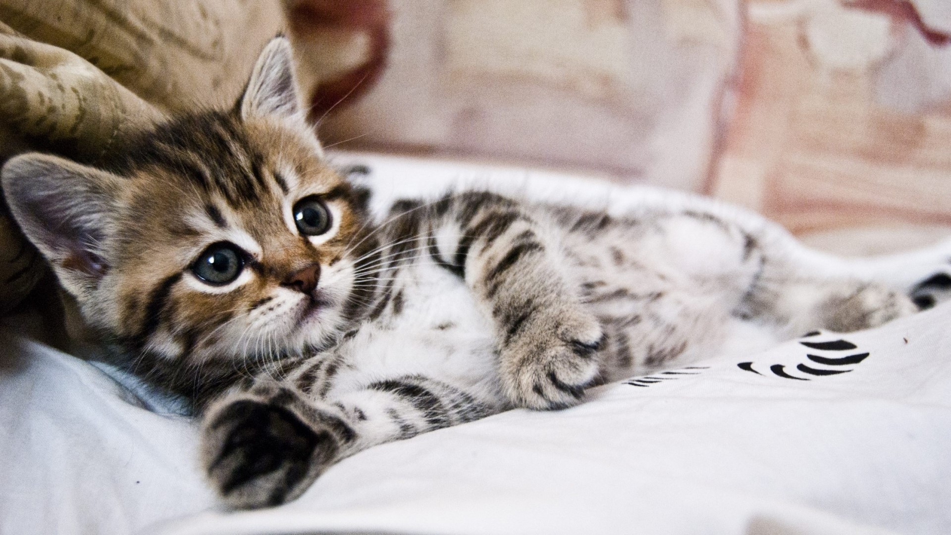 Surprised Tabby Kitten Lying Down HD Wallpaper