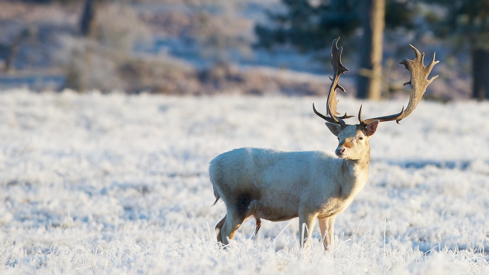 White Fallow Deer with Antlers in Snowy Field HD Wallpaper