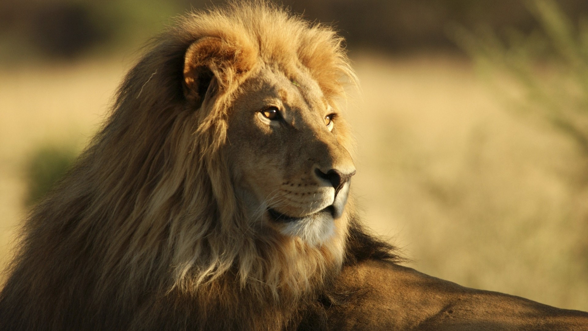 African Lion in natural habitat HD Wallpaper