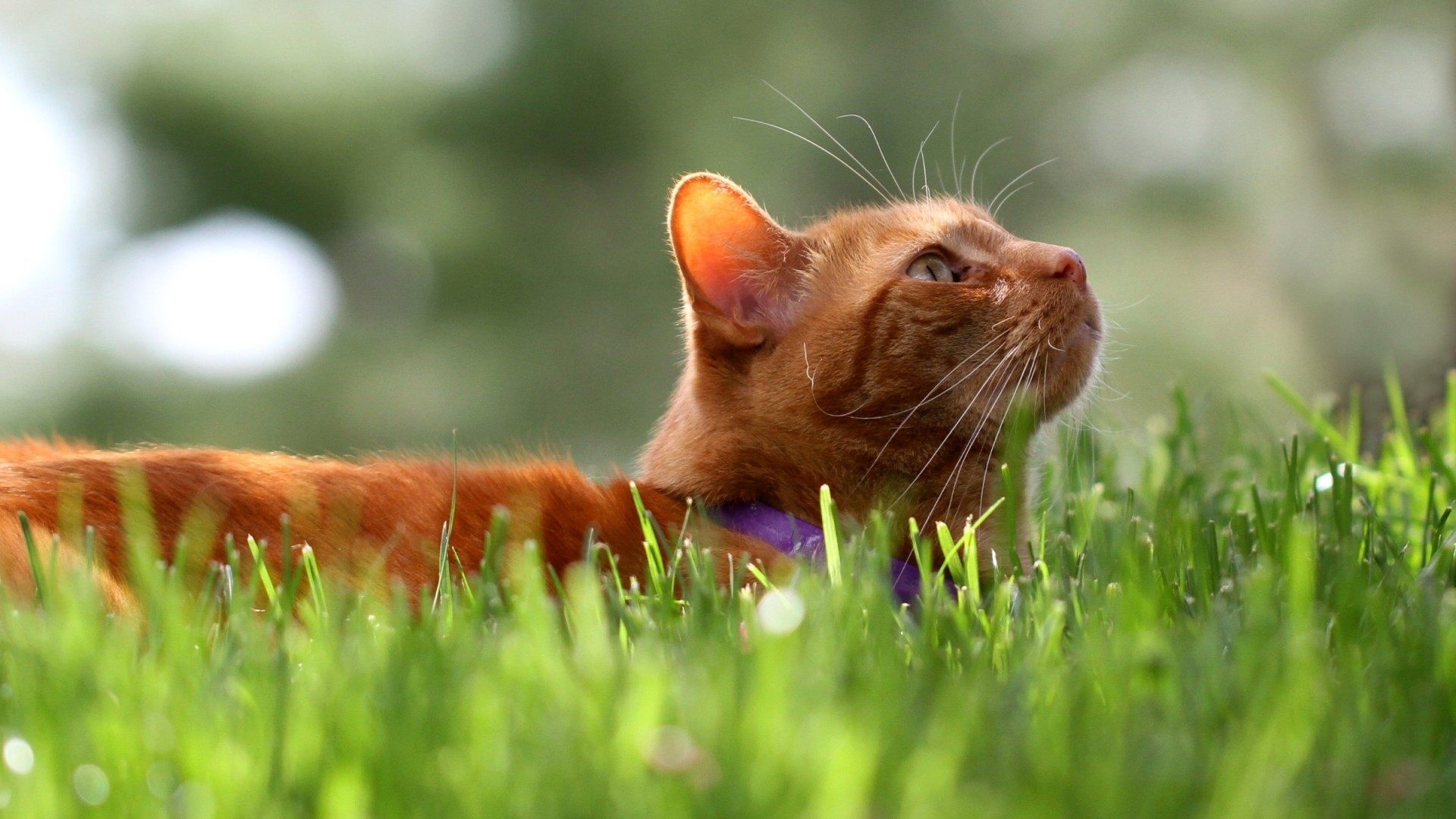 Orange cat lying in green grass HD Wallpaper