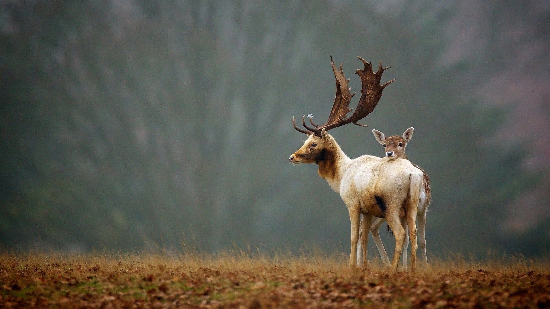 Fallow Deer with Fawn in Autumn Field HD Wallpaper
