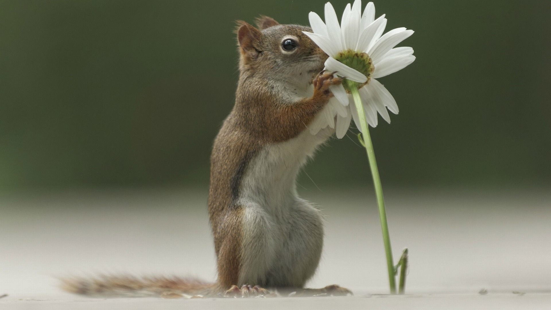 Squirrel smelling a white daisy flower HD Wallpaper