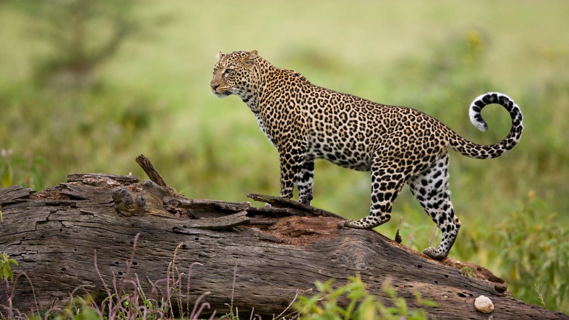 Leopard standing on a fallen log HD Wallpaper