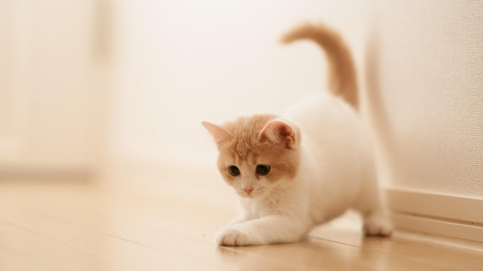 Cute Orange and White Kitten Playing HD Wallpaper