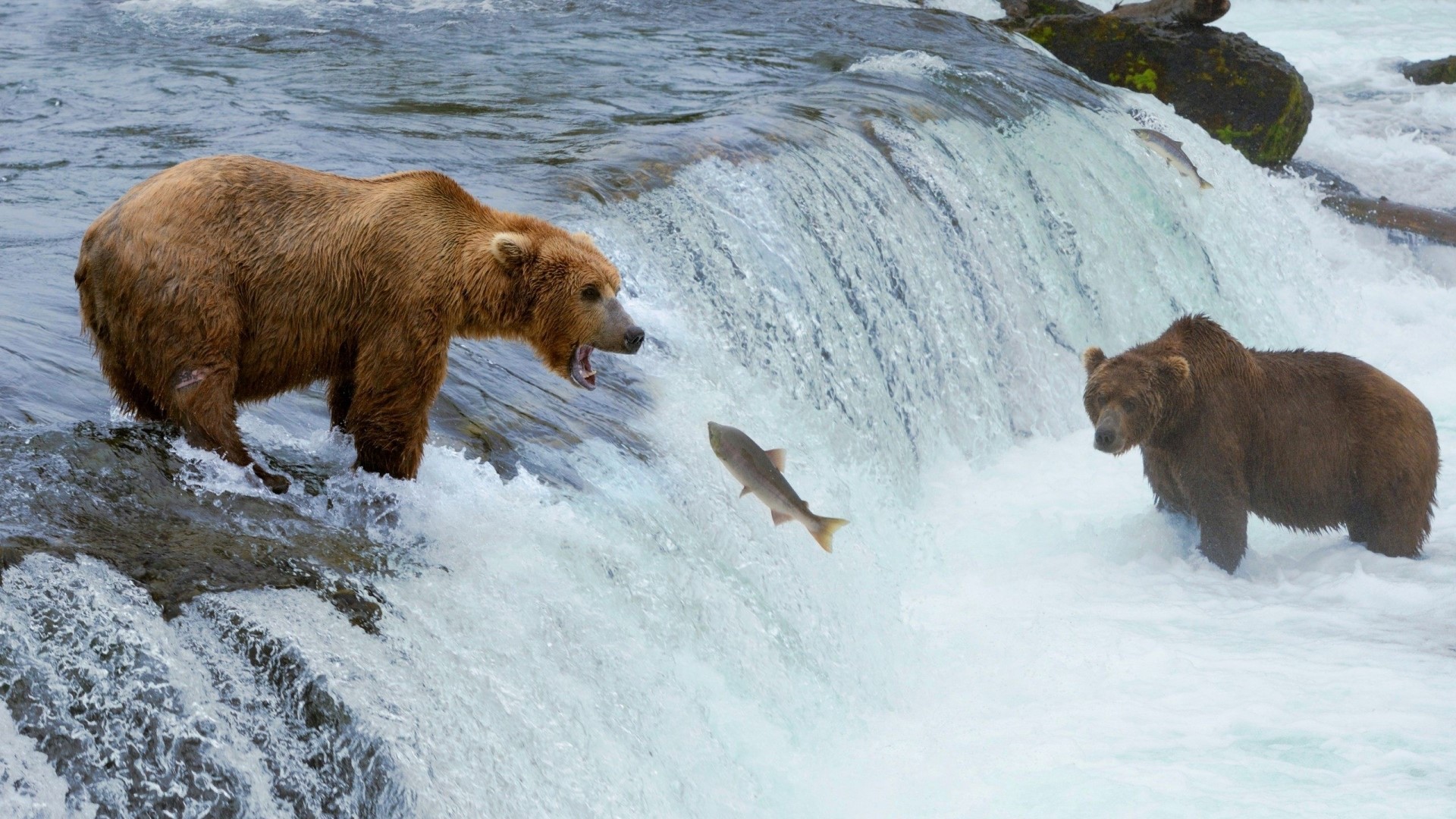 Two bears hunting salmon in a waterfall HD Wallpaper