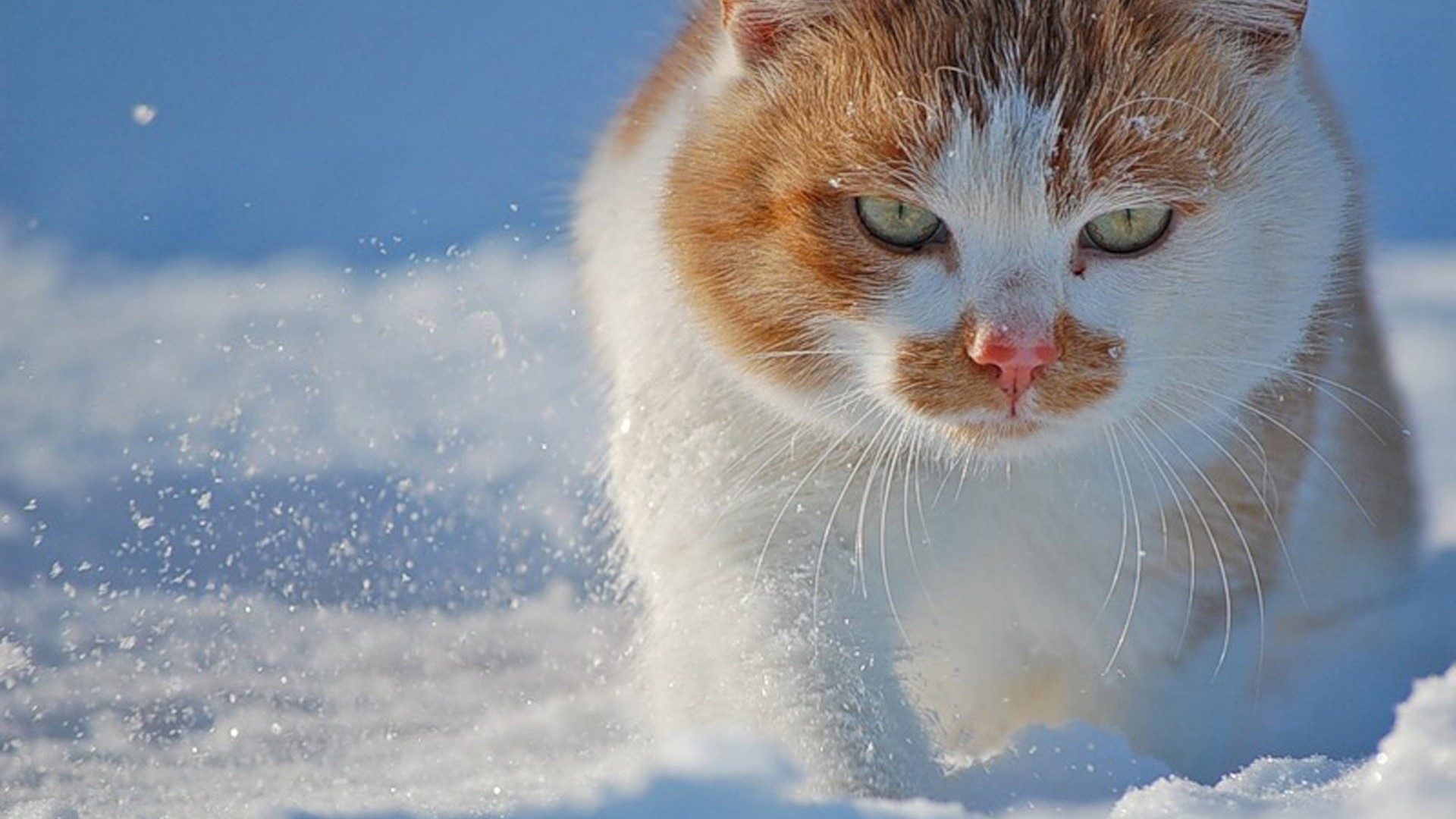 Orange and white cat walking in snow HD Wallpaper