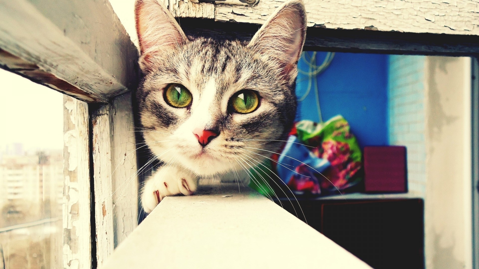Curious Green-Eyed Cat Peeking Through Window HD Wallpaper
