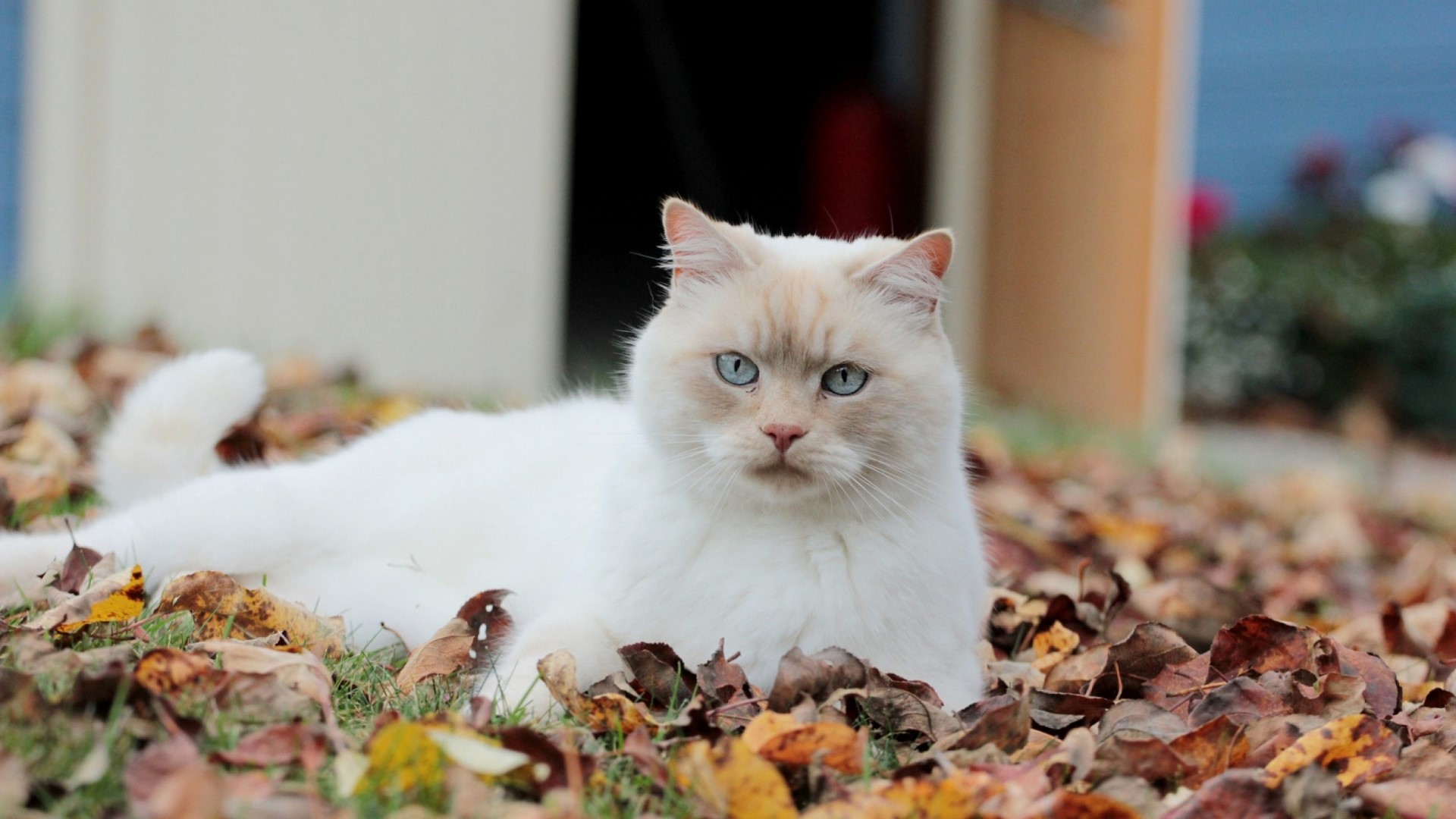 White cat with blue eyes lying on autumn leaves HD Wallpaper