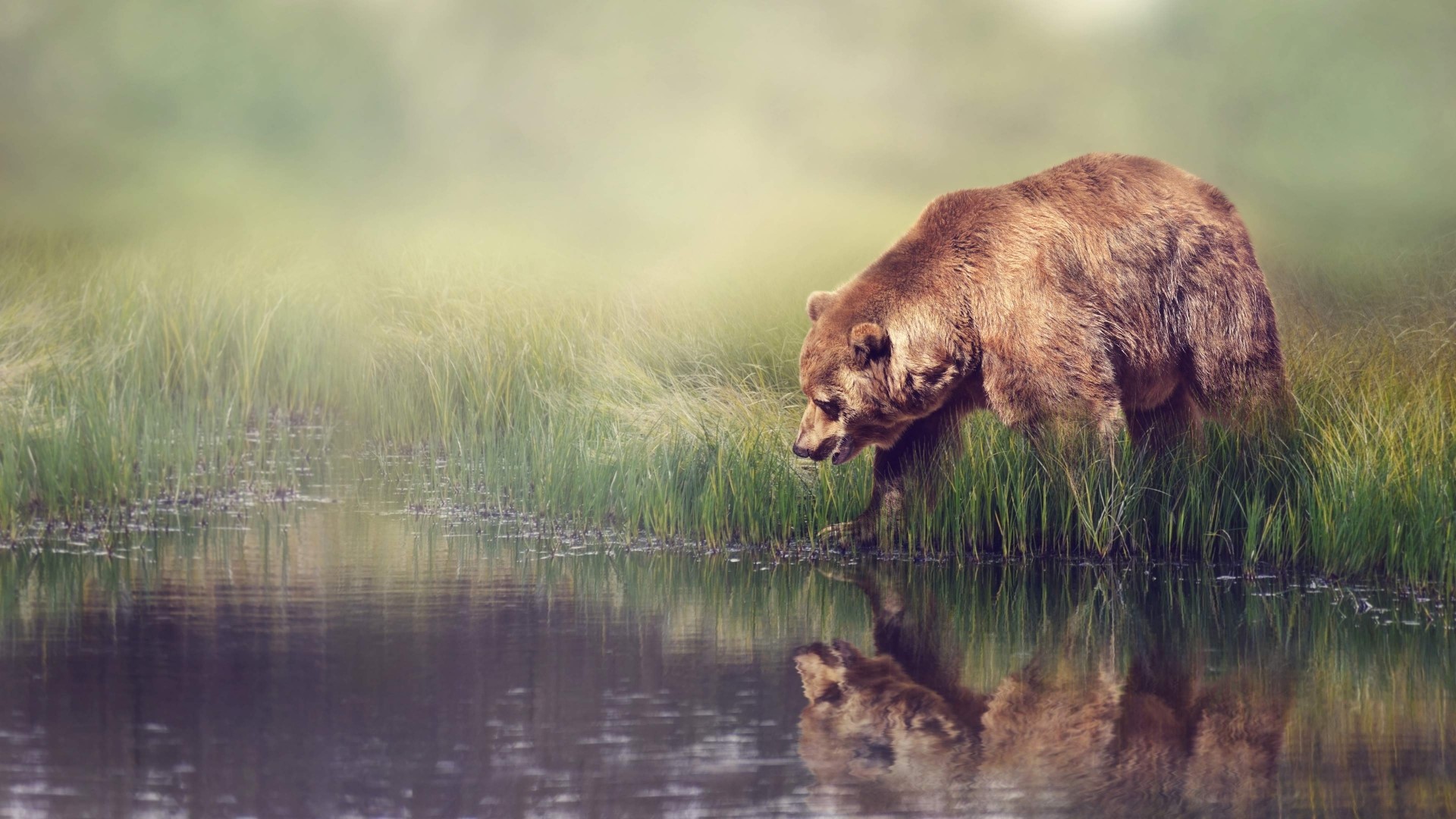 Grizzly Bear by the Water HD Wallpaper