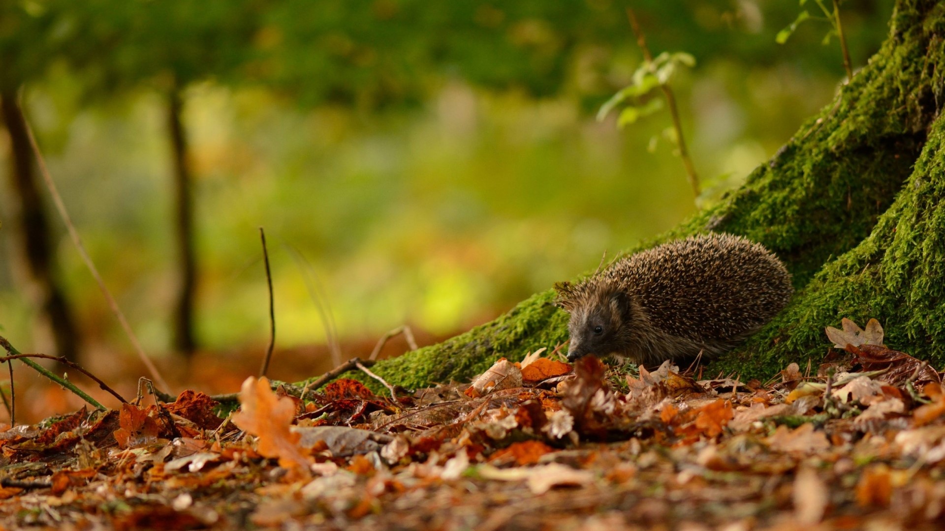 Cute Hedgehog in Autumn Forest HD Wallpaper