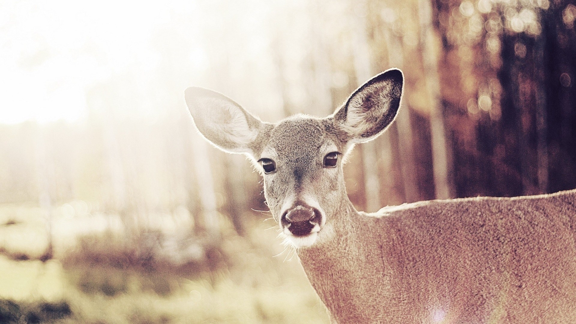 Cute Wild Deer Bambi HD Wallpaper