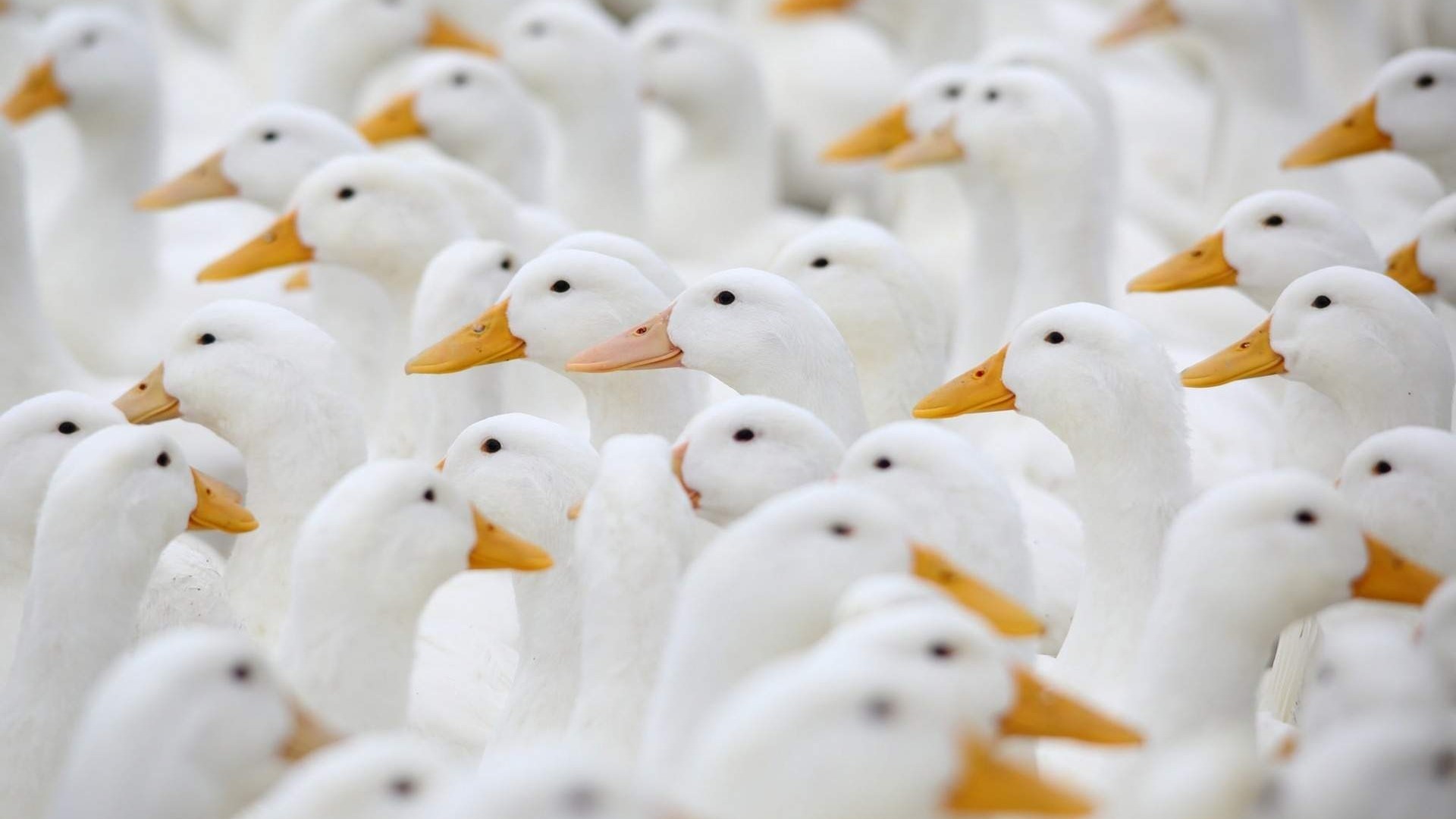 A flock of white ducks HD Wallpaper