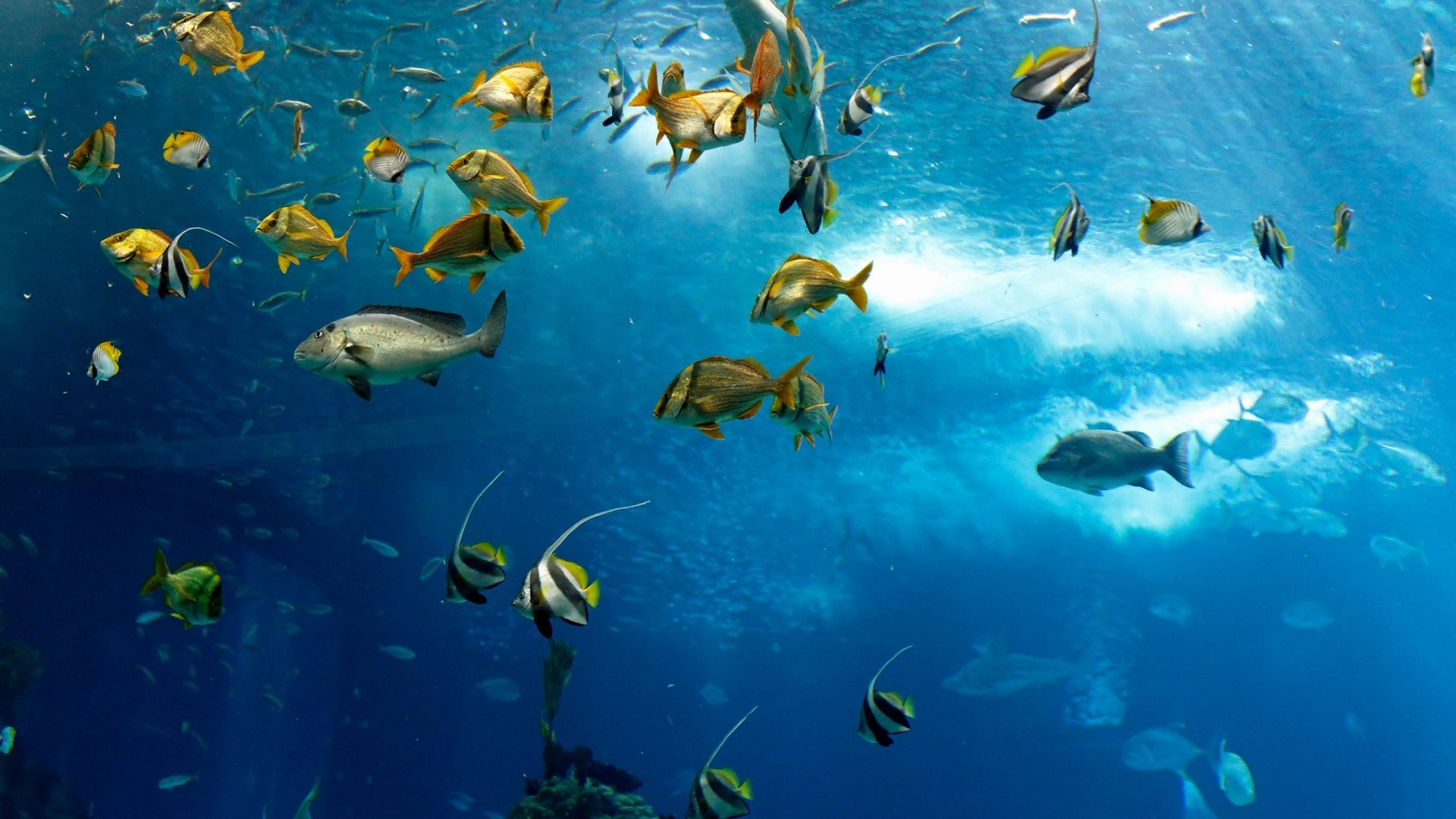 School of fish swimming in blue ocean water HD Wallpaper