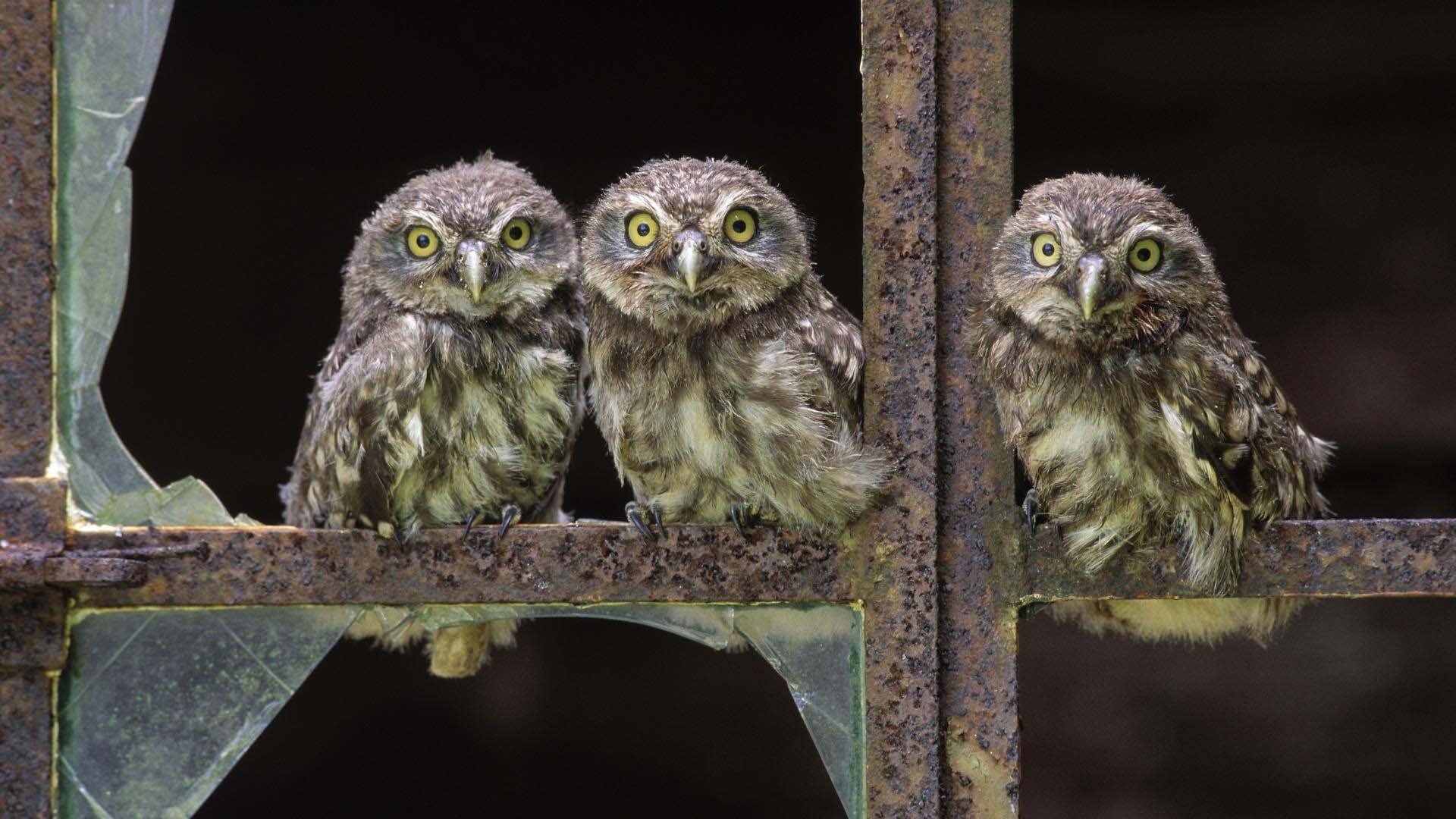 Three cute little owls on a rusty window frame HD Wallpaper