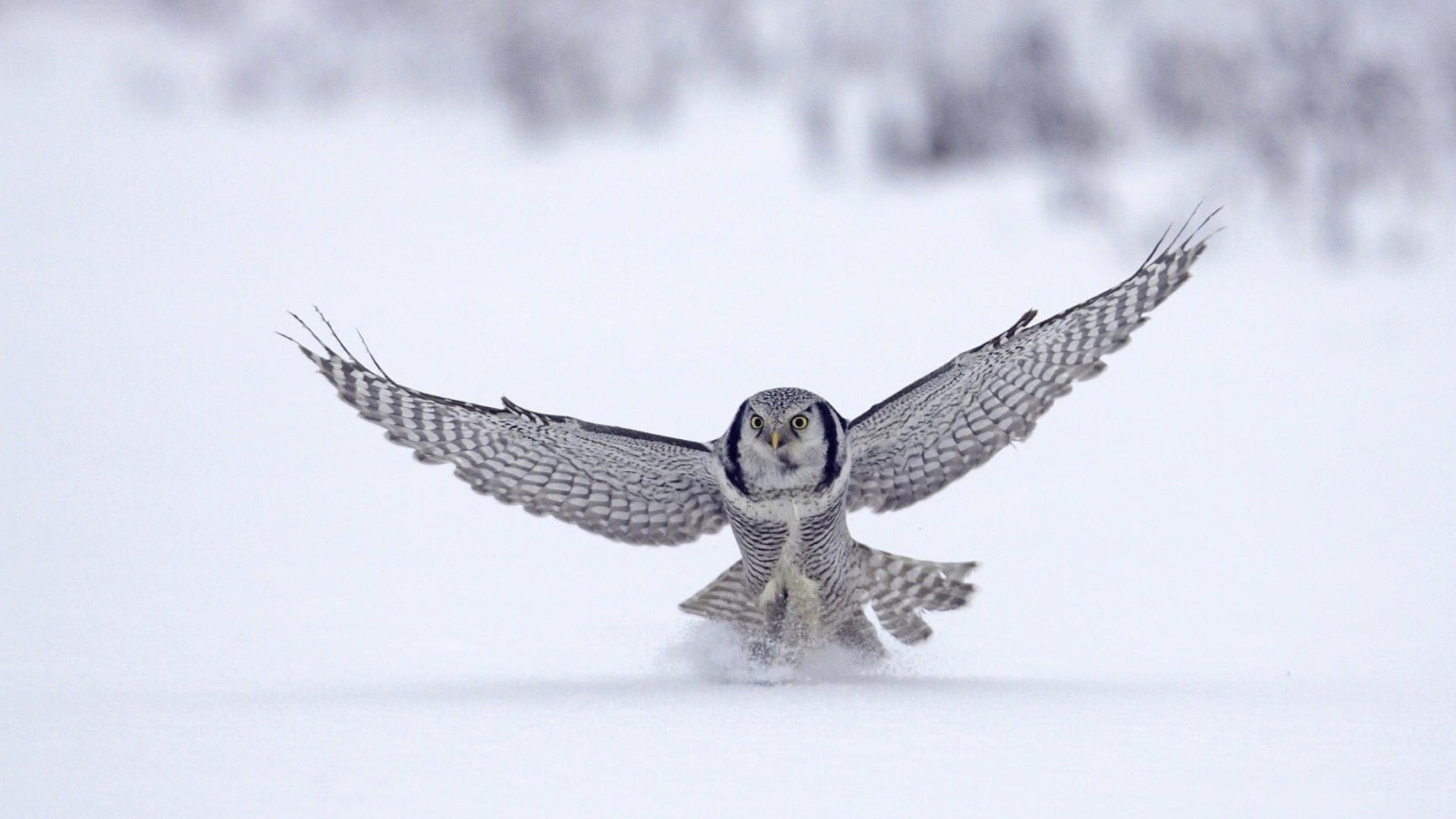Northern Hawk Owl in Flight Over Snow HD Wallpaper