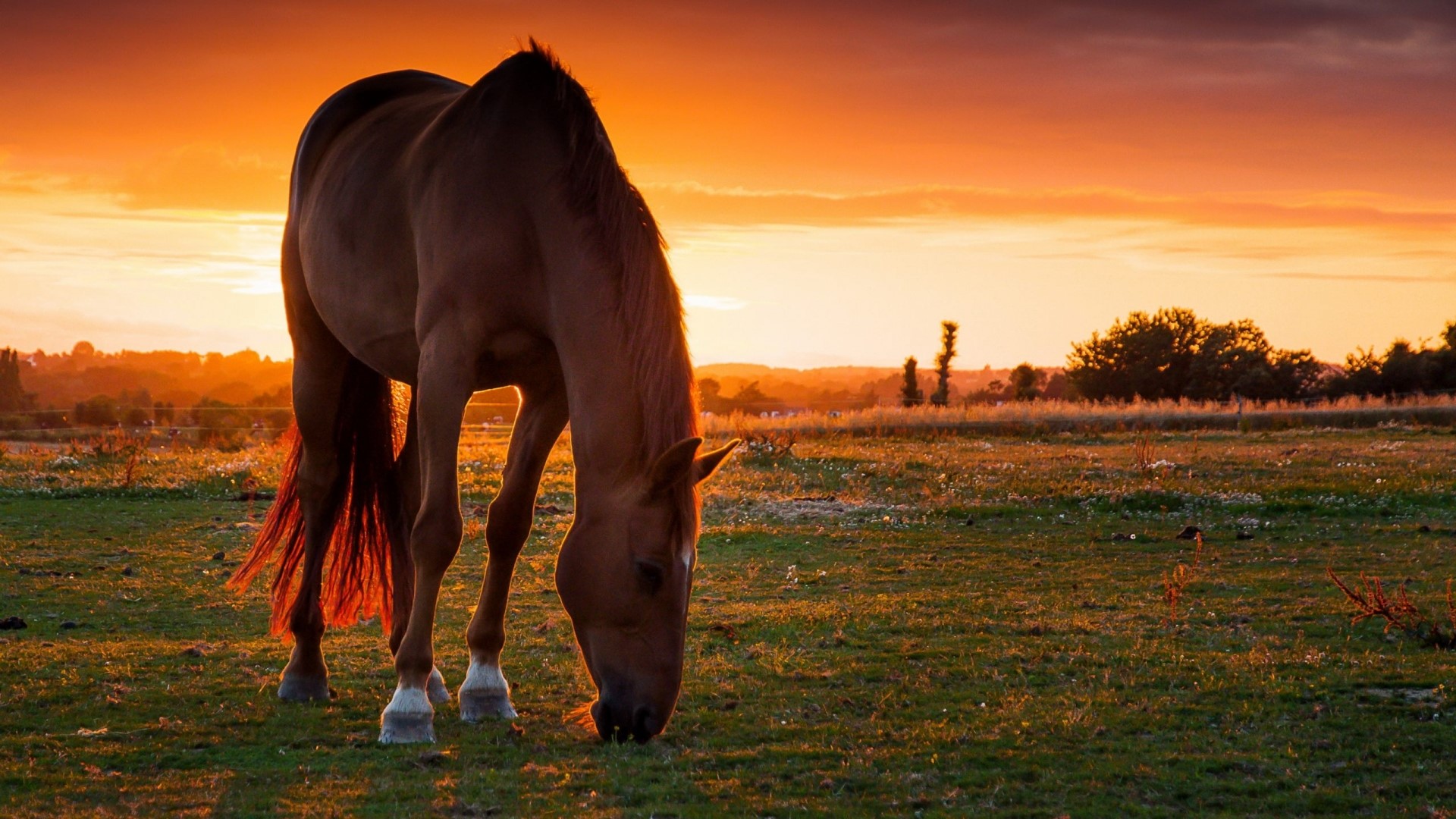 Horse grazing in a field at sunset HD Wallpaper