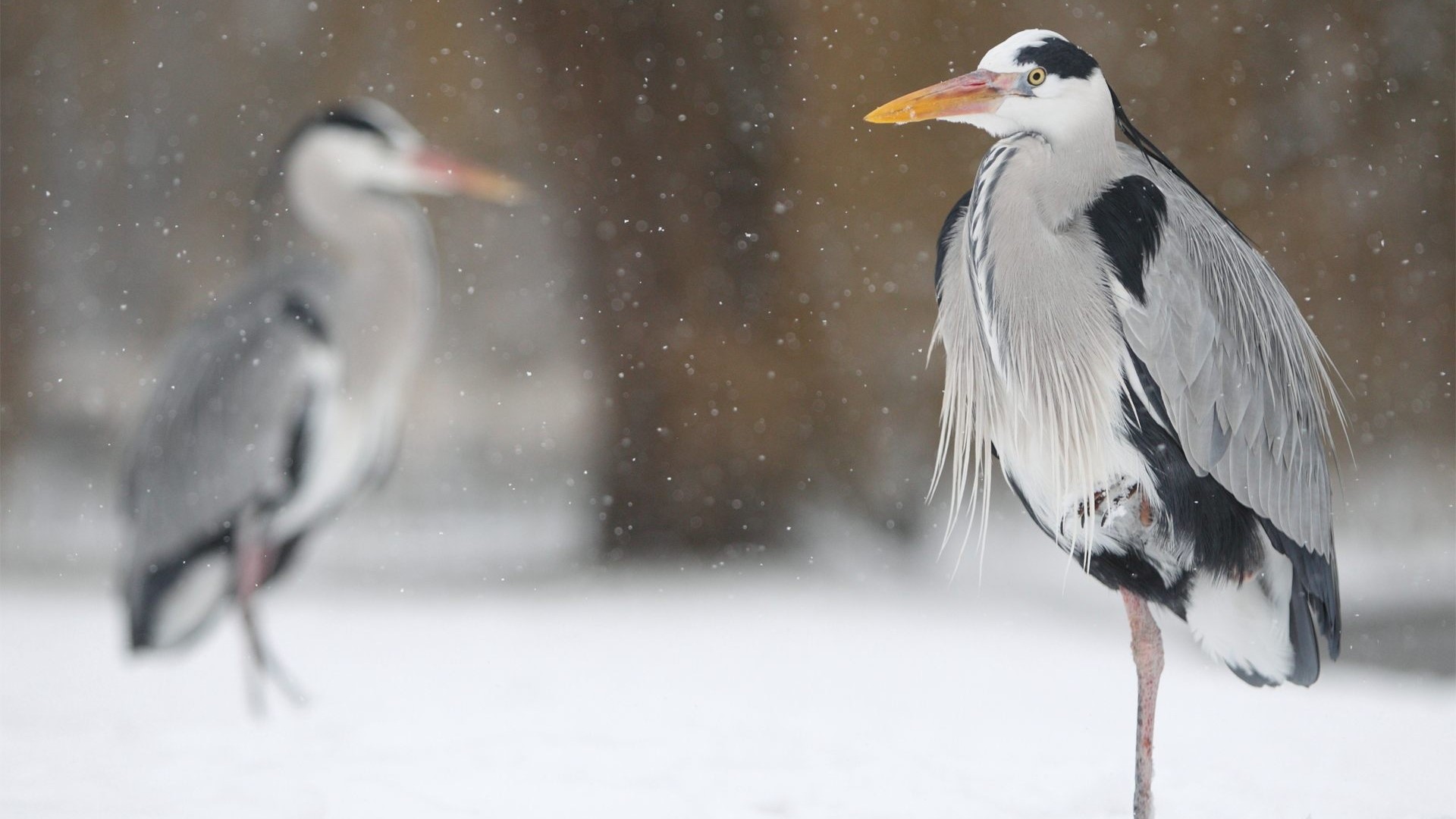 Two Grey Herons in Snow HD Wallpaper