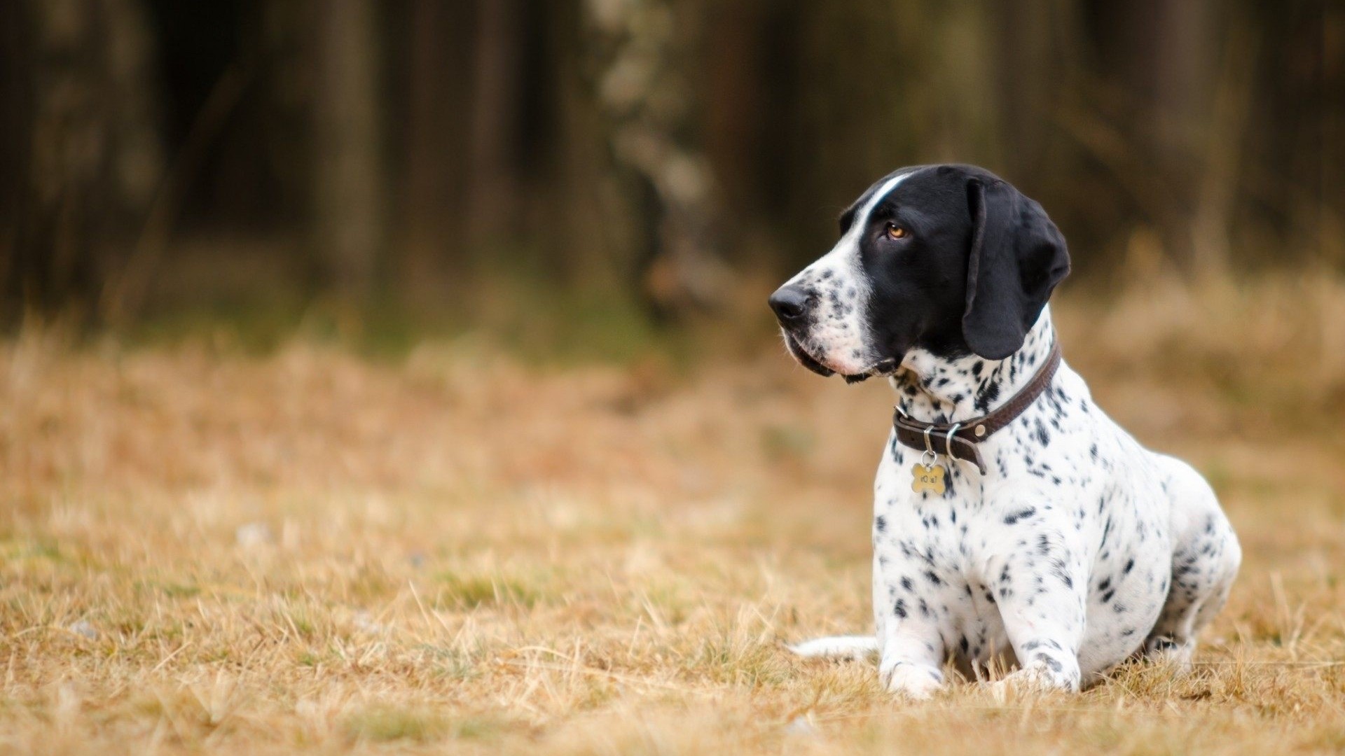 Spotted German Shorthaired Pointer dog sitting in grass HD Wallpaper