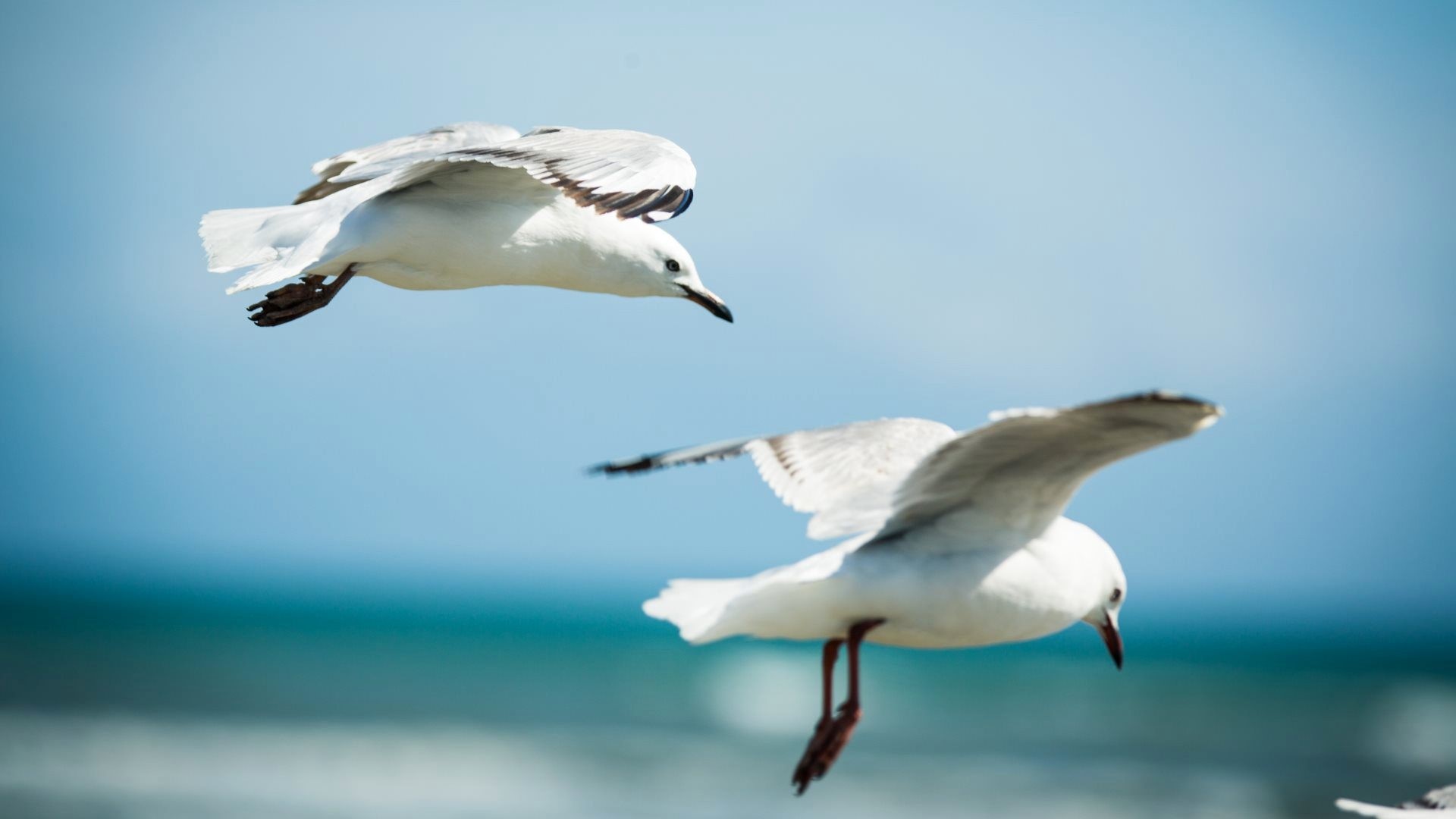 Two seagulls flying over the ocean HD Wallpaper