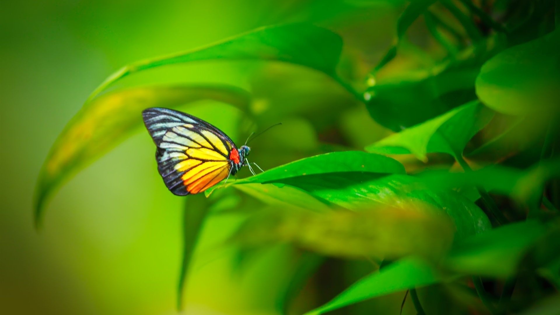 Butterfly on green leaves HD Wallpaper