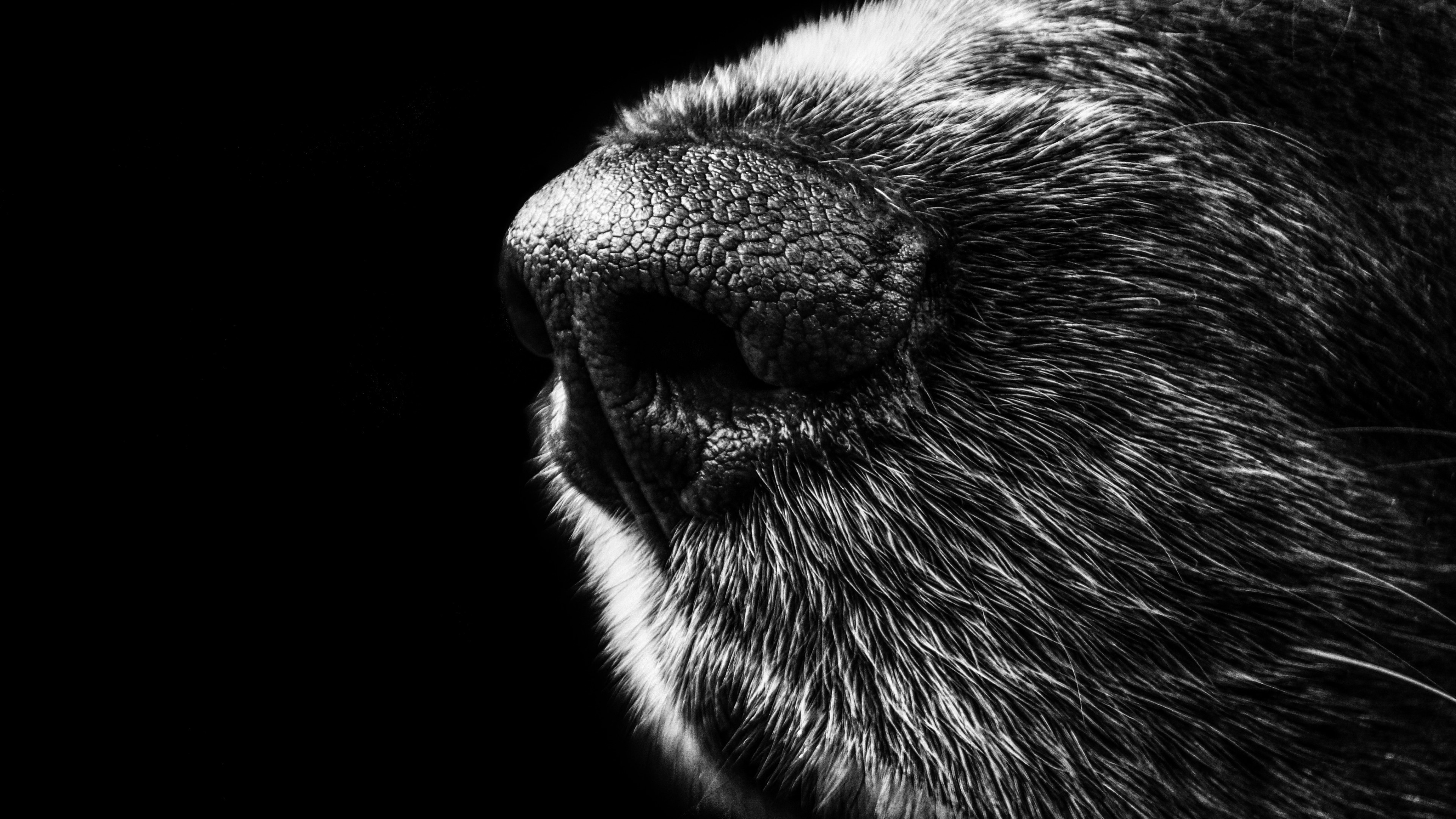 4K Close Up of a Dog's Nose HD Wallpaper
